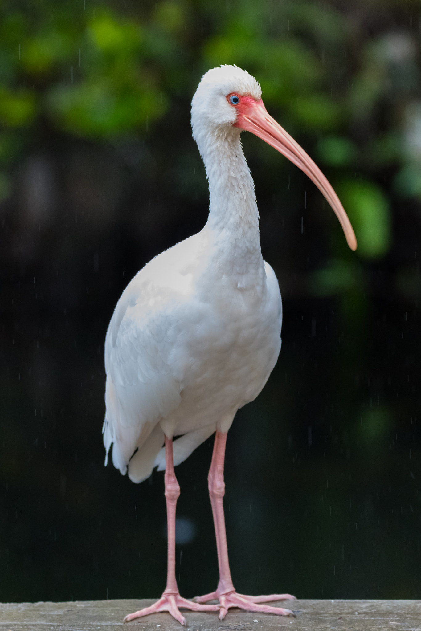 150-600mm F5-6.3 DG OS HSM | Contemporary 015 sample photo. American white ibis photography