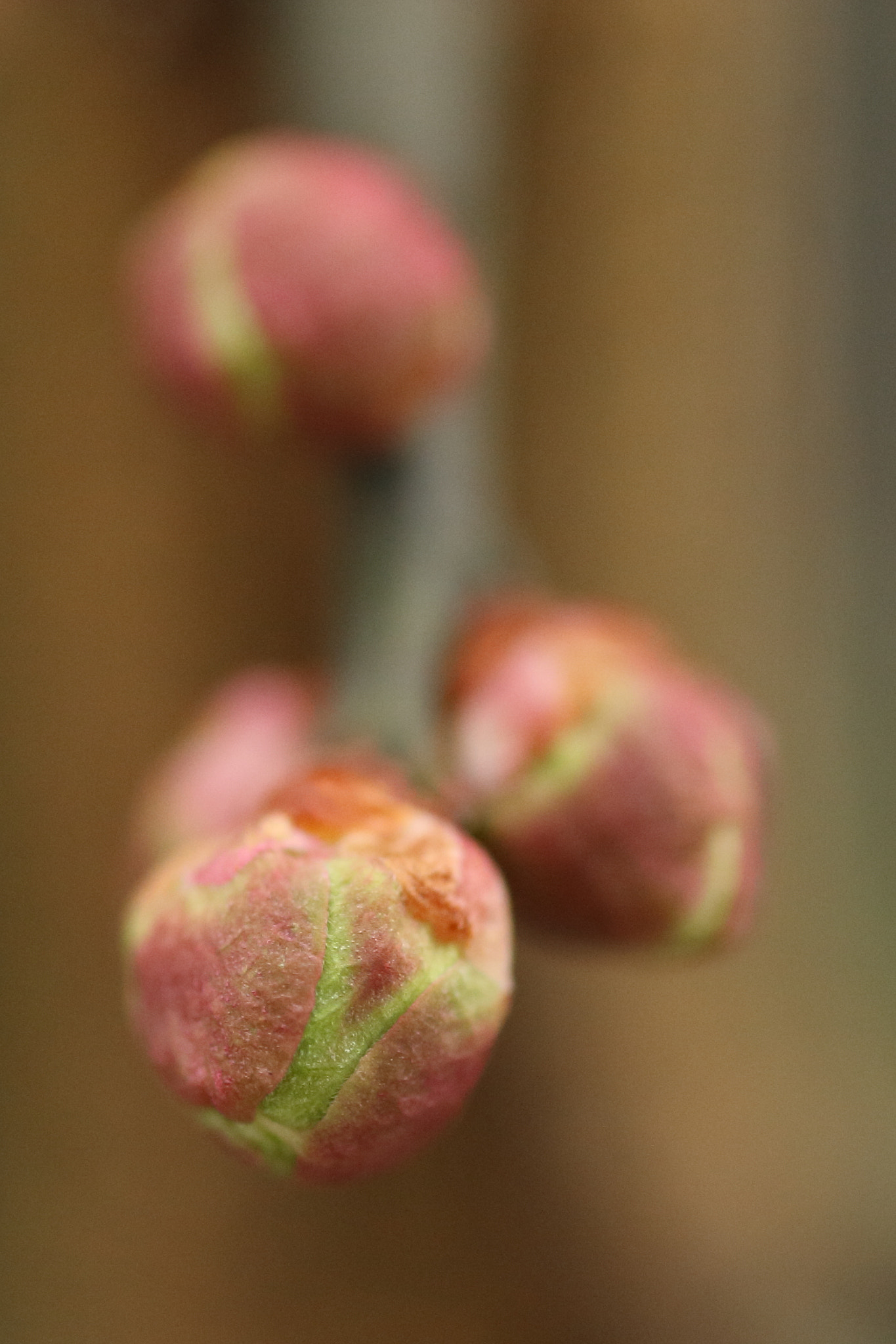 Canon EOS-1D Mark III sample photo. Bud of japanese apricot photography