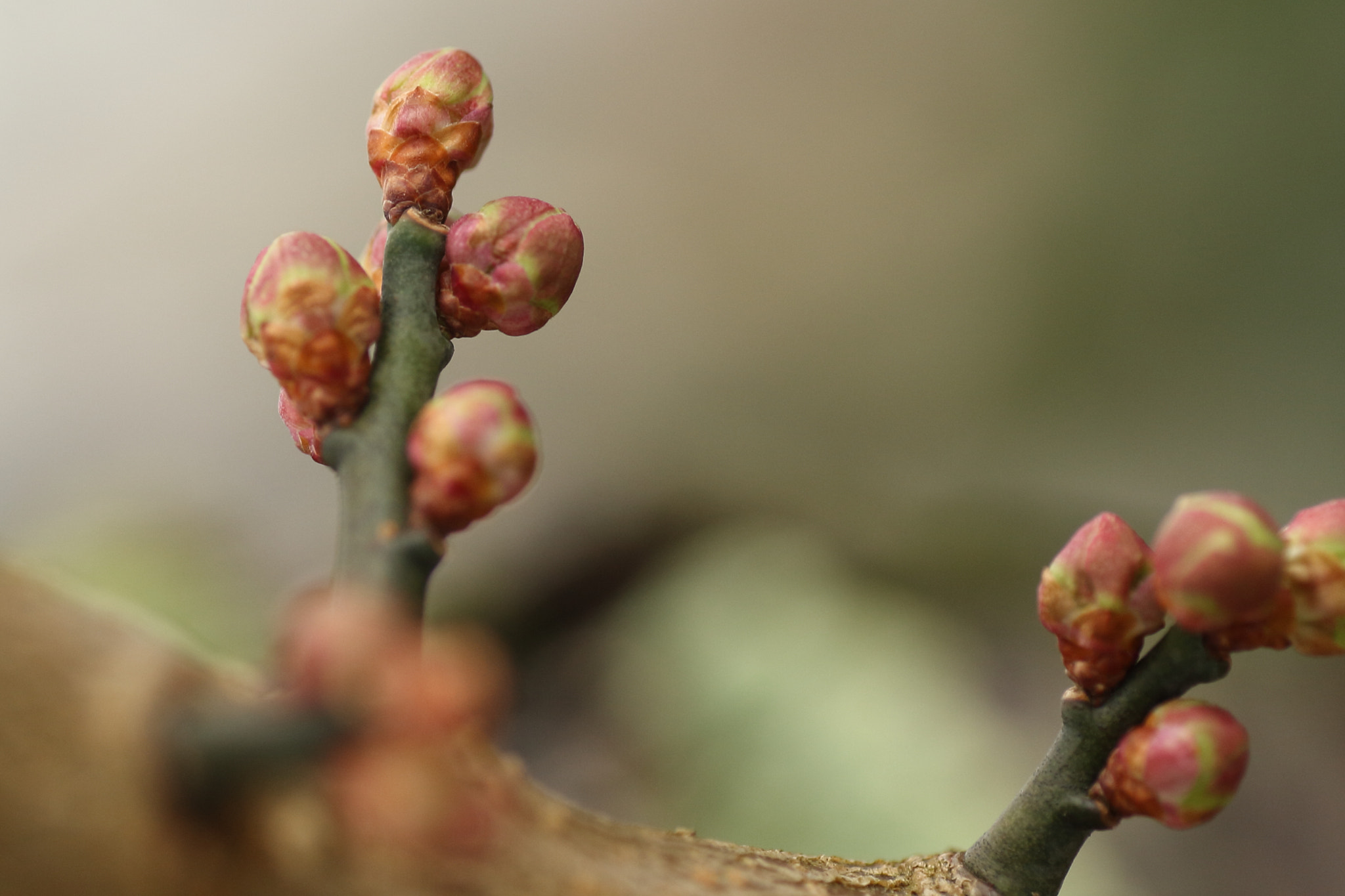 Tamron SP AF 90mm F2.8 Di Macro sample photo. Bud of japanese apricot photography