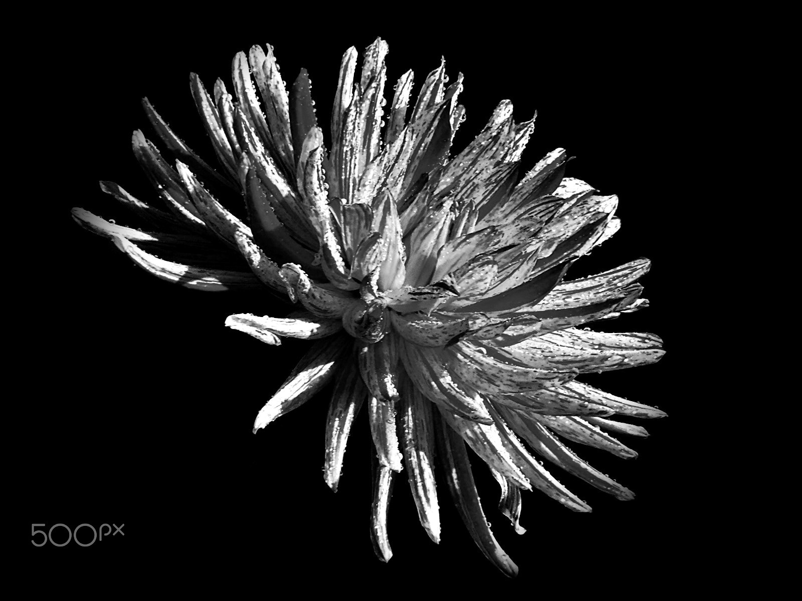 Olympus VR325,VR320,D725 sample photo. White explosion photography