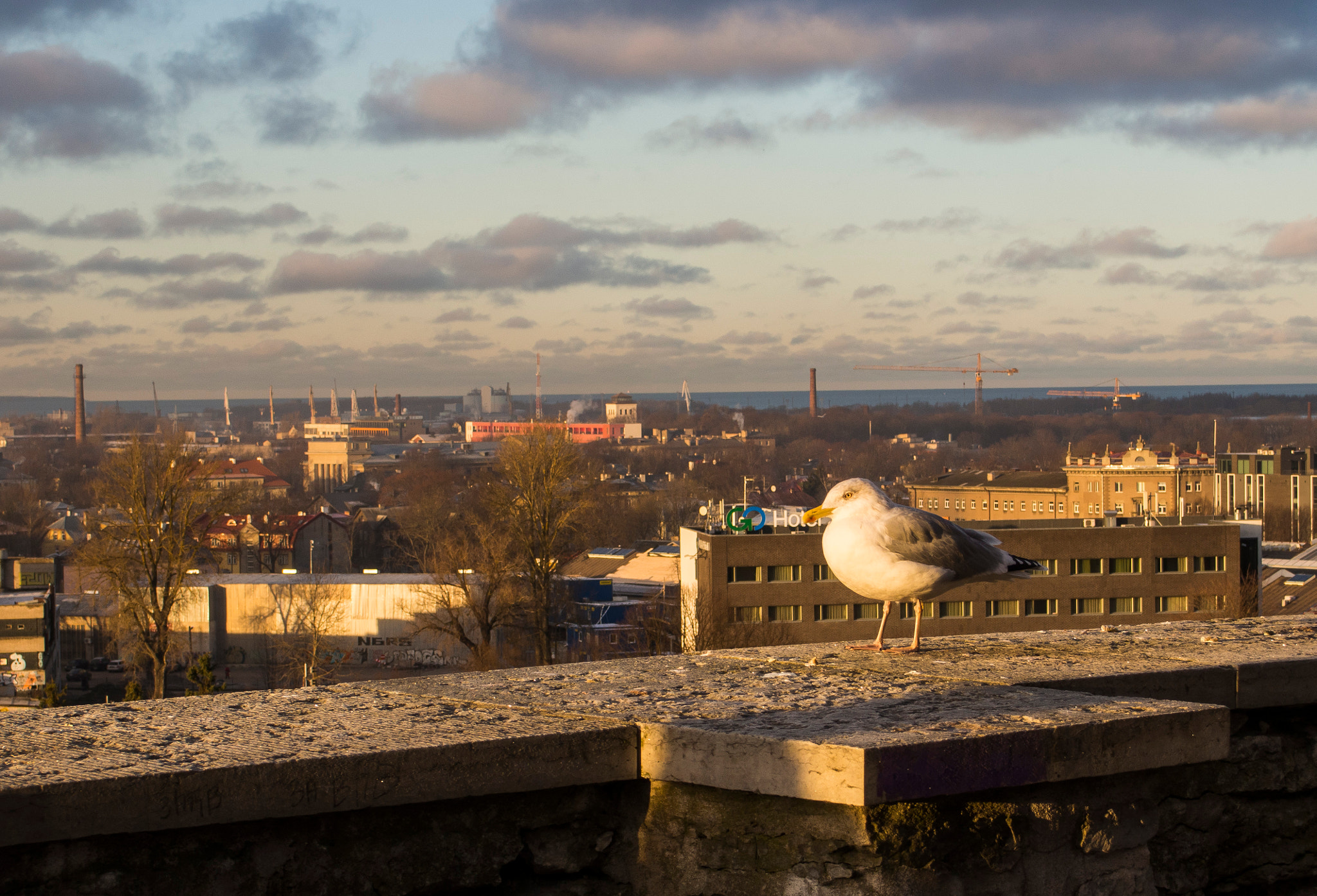 Olympus PEN E-PM2 sample photo. Just-gull photography