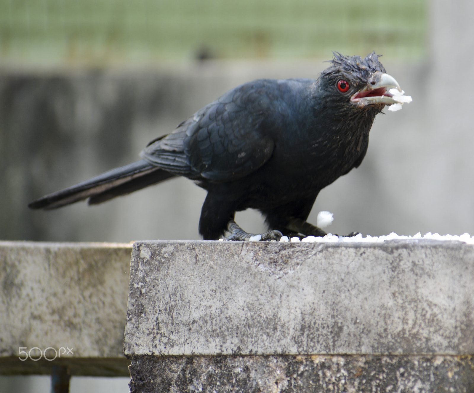 Nikon D5200 + Sigma 70-300mm F4-5.6 DG OS sample photo. The asian koel (eudynamys scolopaceus) photography