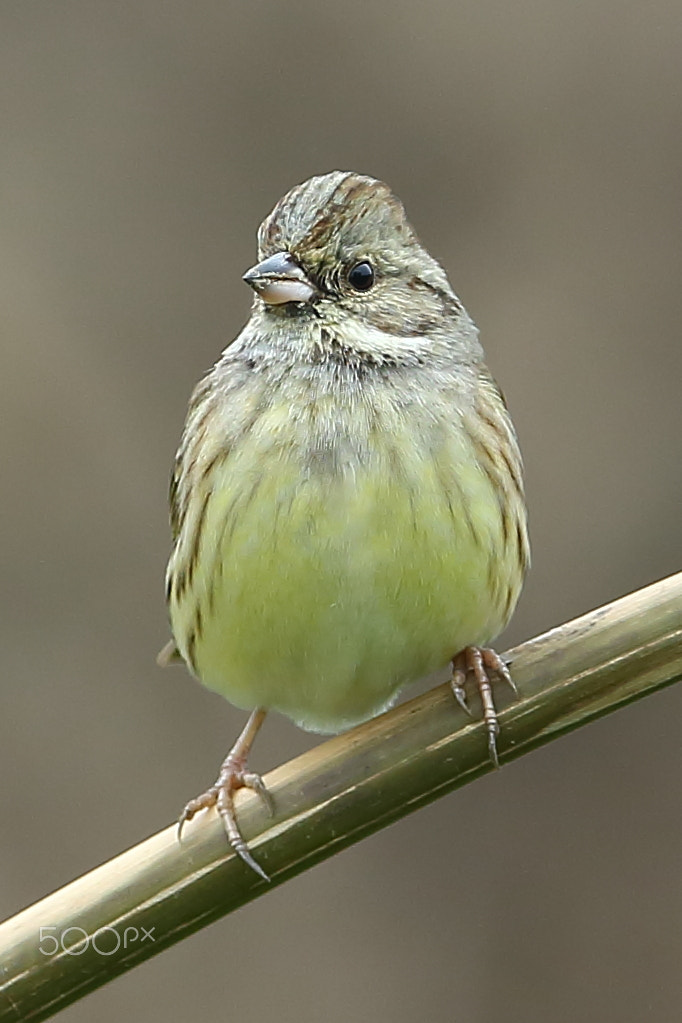 Canon EF 400mm F2.8L IS II USM sample photo. 小鵐 photography