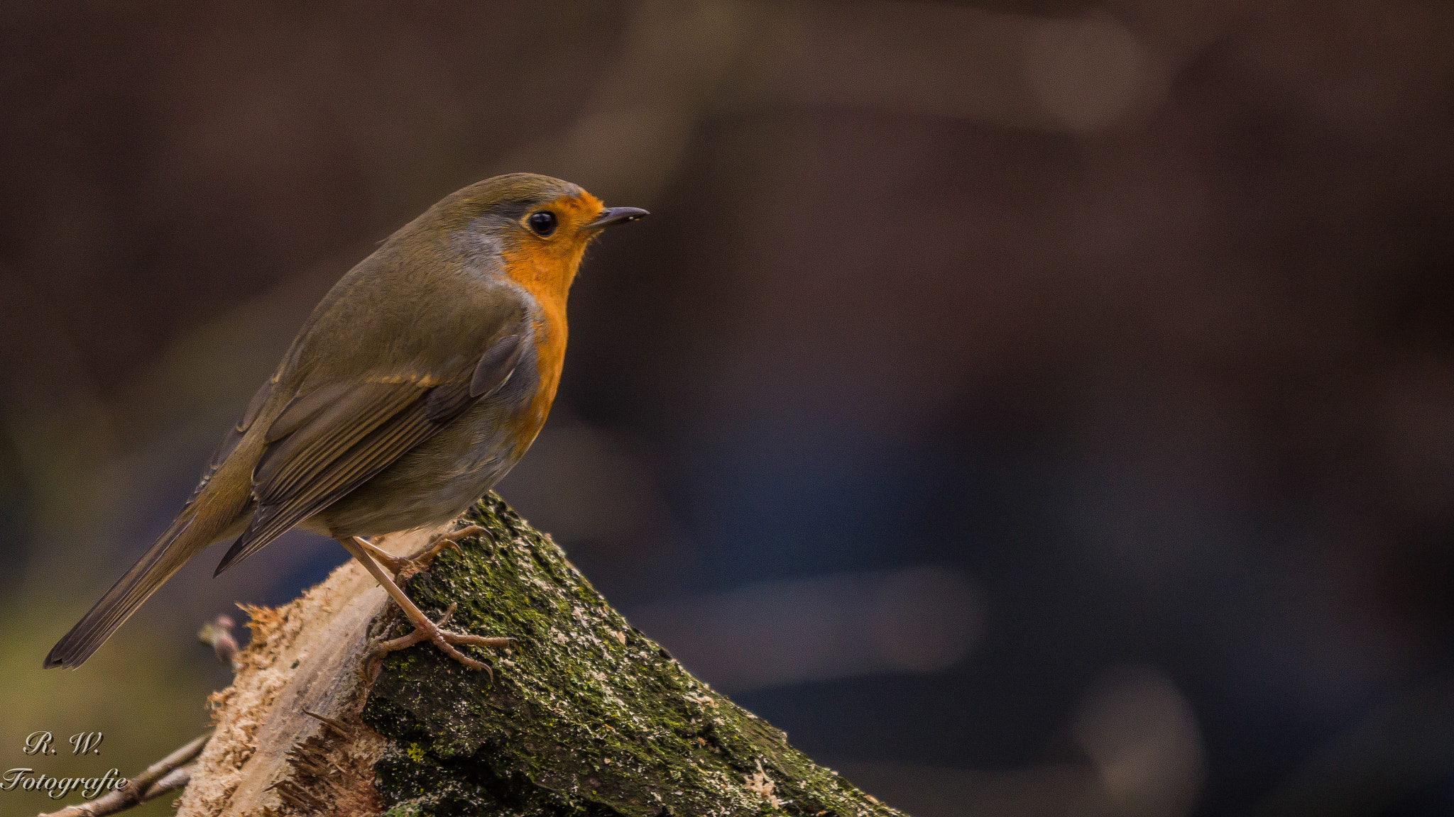 Panasonic Lumix DMC-GH3 + LEICA DG 100-400/F4.0-6.3 sample photo. Rotkehlchen photography