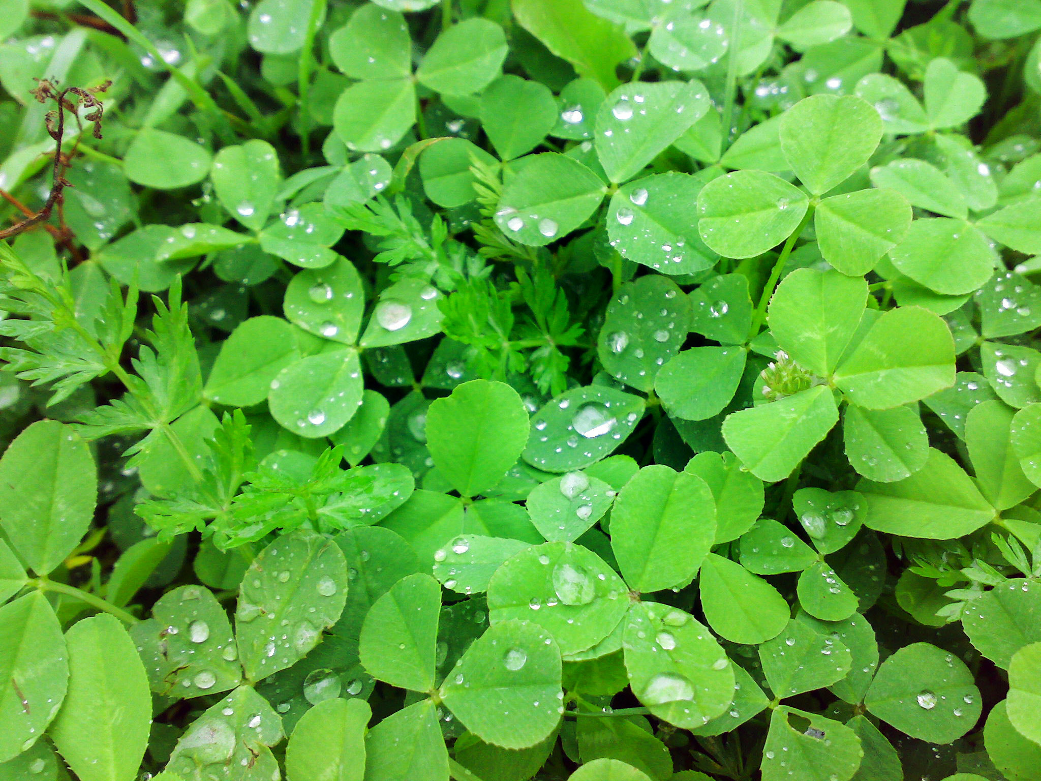 Nokia N73 sample photo. 2011 photography