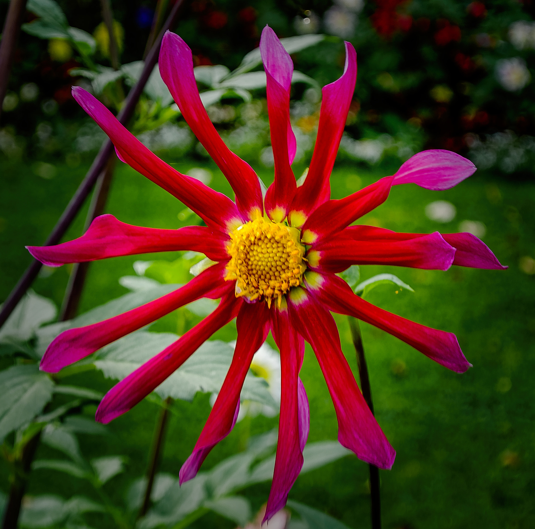 Nikon 1 V1 sample photo. Natures propeller? photography