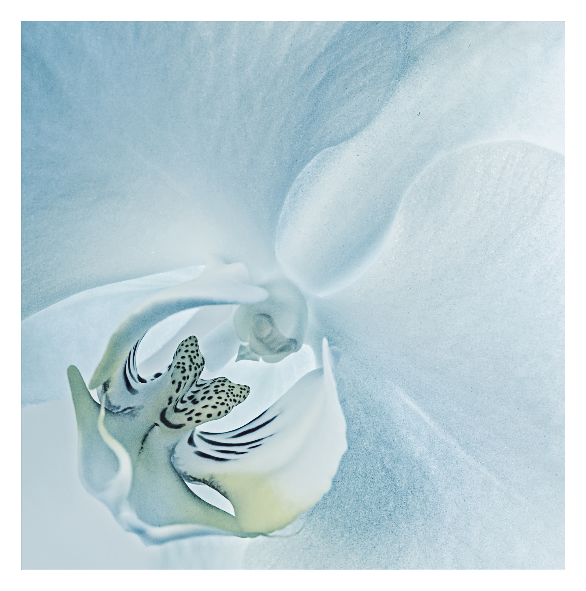 Sigma 105mm F2.8 EX DG OS HSM sample photo. Blue flower.jpg photography