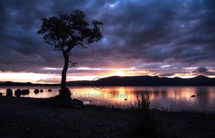 Nikon D700 sample photo. Gorgeous glow - lone tree at milarrochy bay  - loch lomond - sco photography