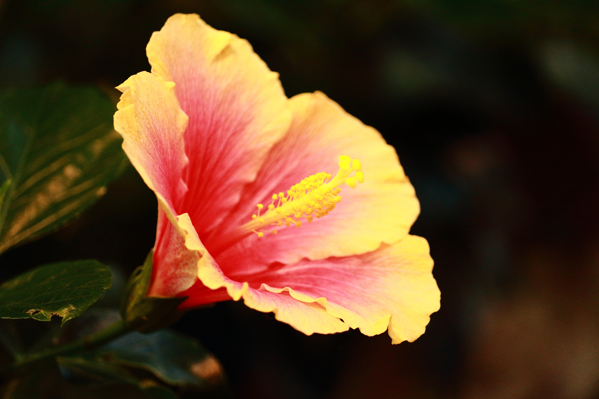 Canon EOS 100D (EOS Rebel SL1 / EOS Kiss X7) sample photo. A hibiscus on nabana-no-sato photography