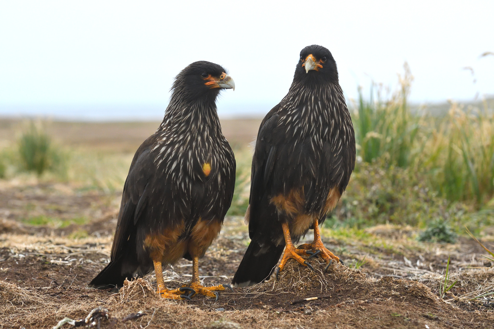 Nikon D500 sample photo. Striated caracaras photography