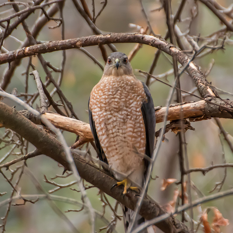 Canon EOS 80D + Tamron SP 70-300mm F4-5.6 Di VC USD sample photo. Coopers hawk photography