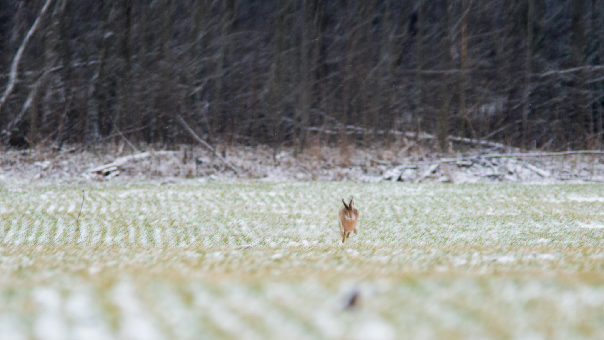 Sony a6300 + Canon EF 300mm F4L IS USM sample photo. Running for life photography