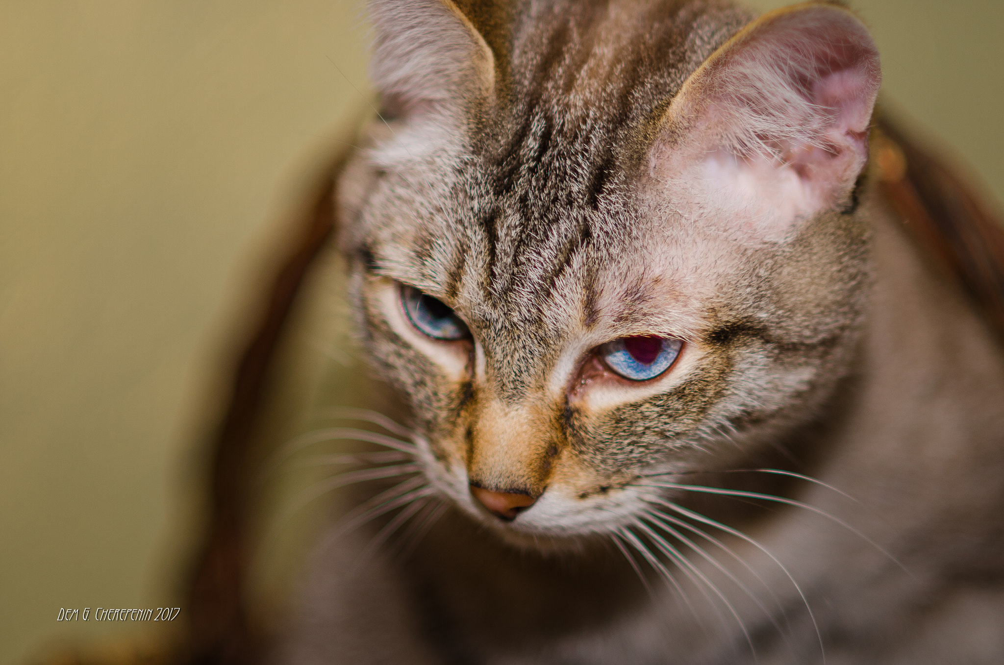 Nikon D7000 + Nikon AF Nikkor 85mm F1.8D sample photo. Blue eyes photography