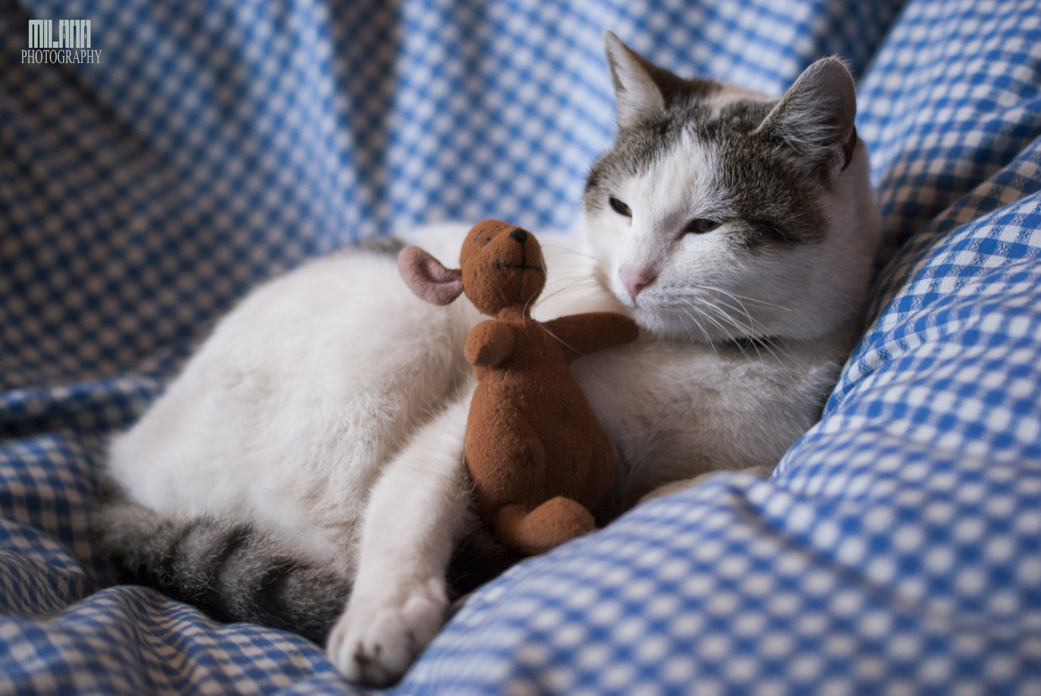 Sony Alpha DSLR-A200 + Sony DT 50mm F1.8 SAM sample photo. Sleepy cat with toy photography