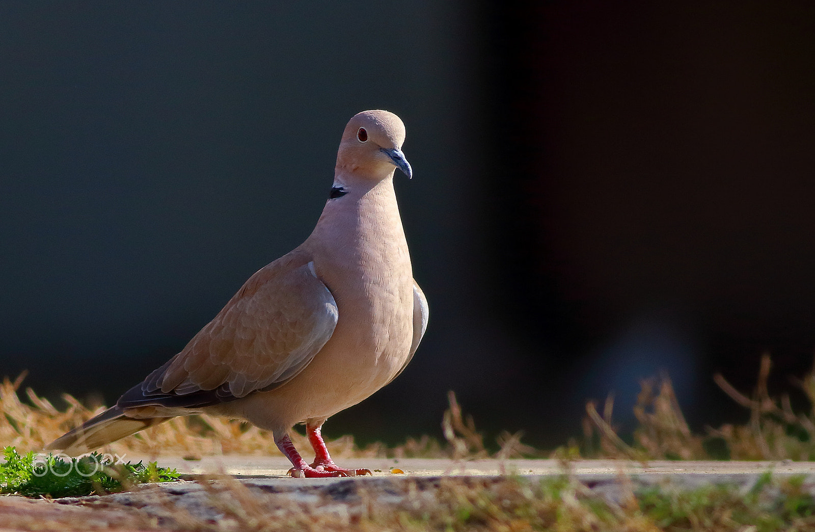 Canon EF 400mm F5.6L USM sample photo. Collared dove photography
