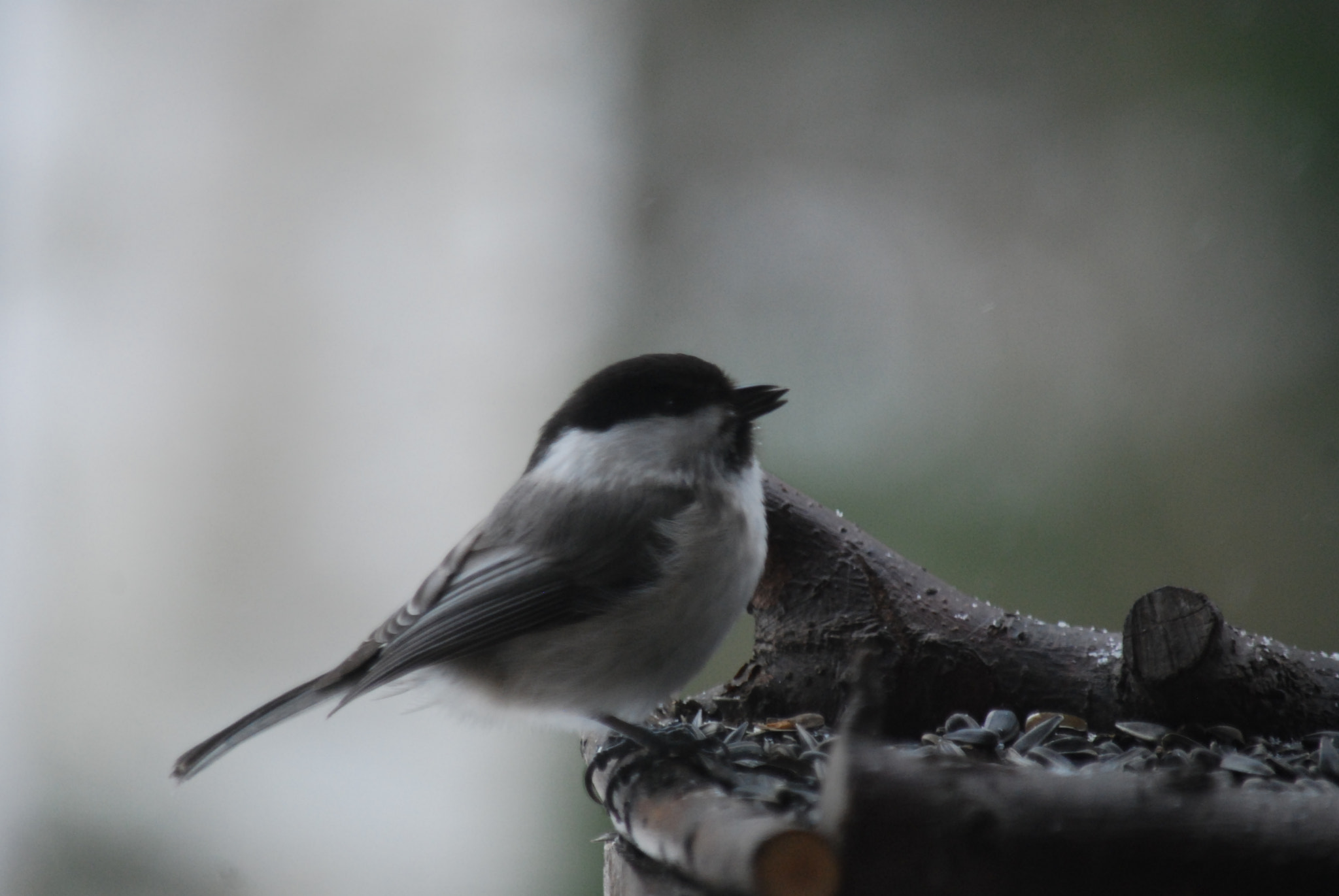Nikon D40X sample photo