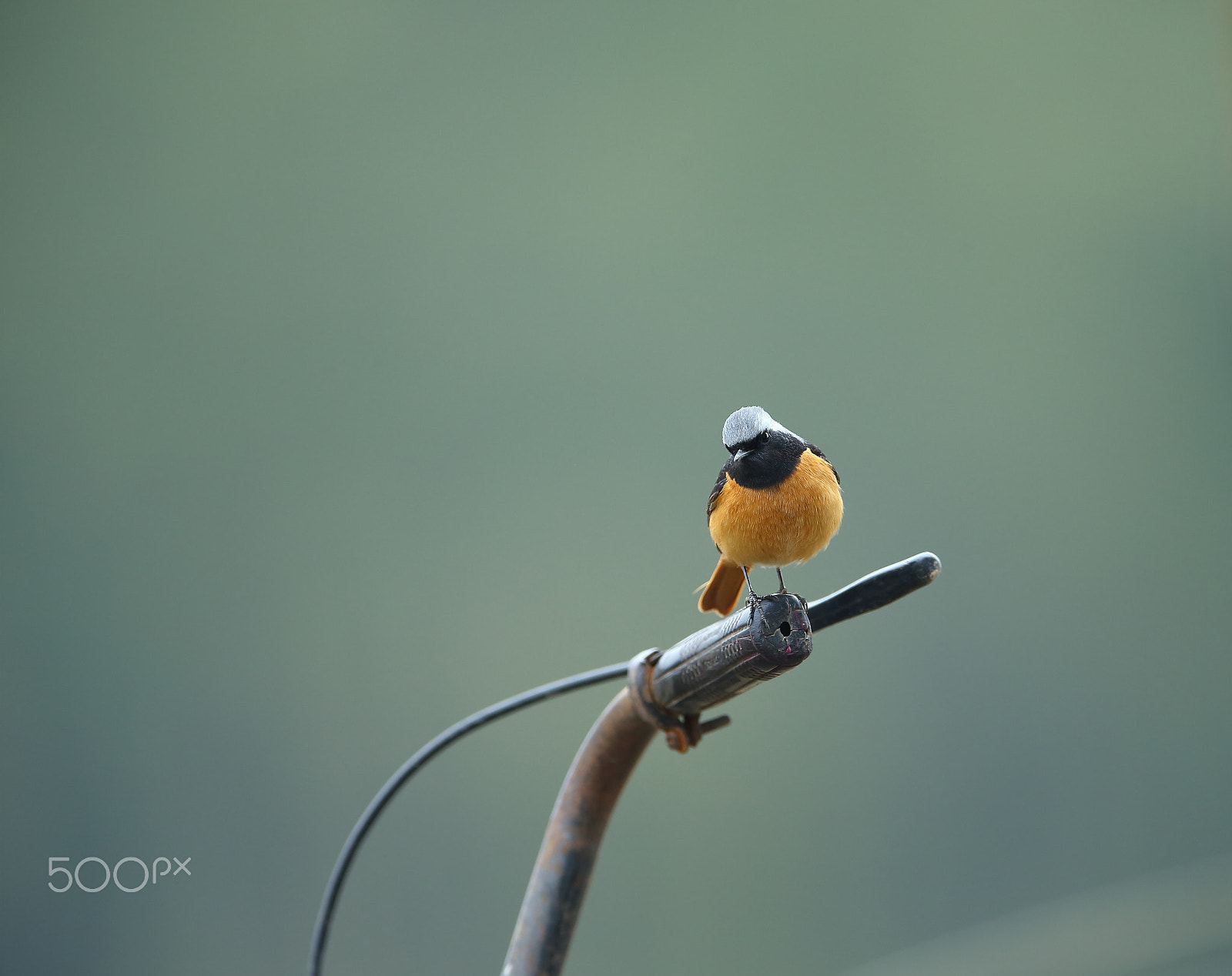 Canon EF 400mm F2.8L IS II USM sample photo. 停在车把手上的北红 photography