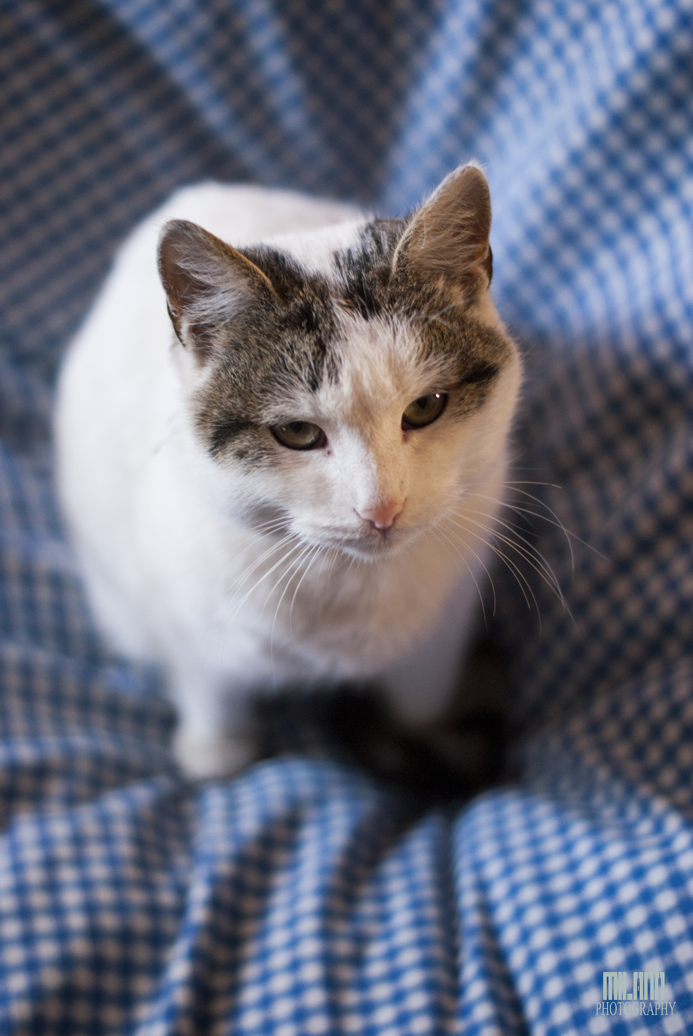 Sony Alpha DSLR-A200 sample photo. Young cat photography