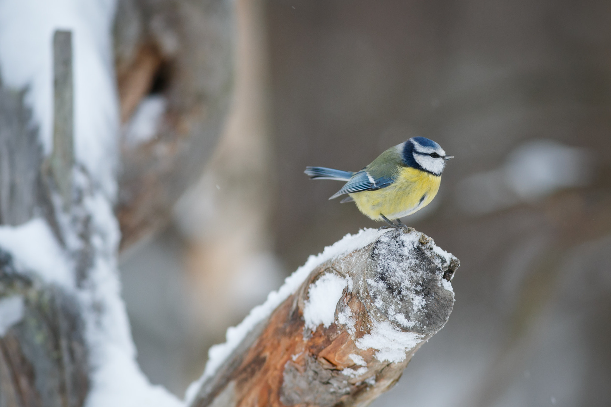 Canon EOS 6D + Canon EF 300mm F4L IS USM sample photo. Eurasian willow tit photography