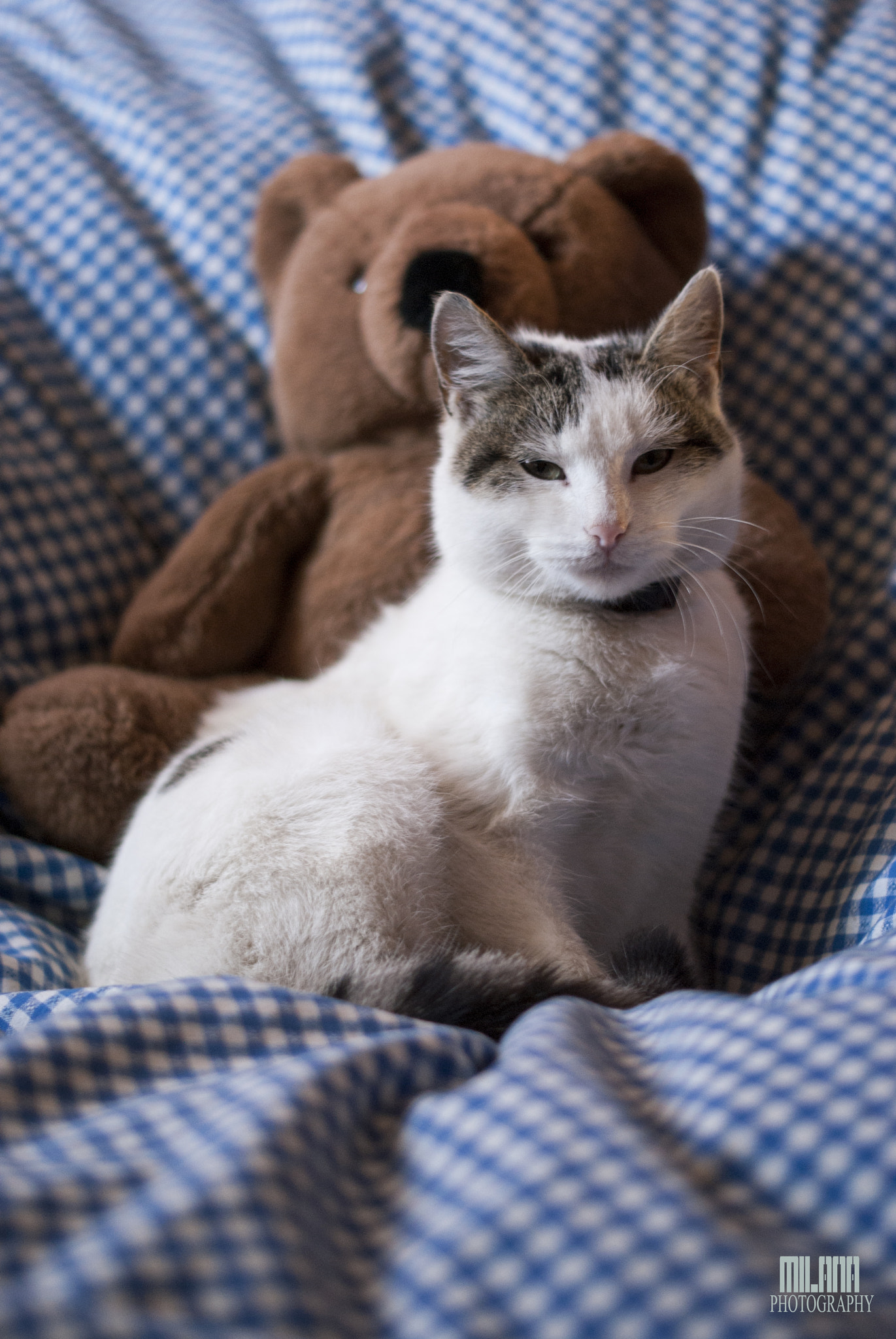 Sony Alpha DSLR-A200 + Sony DT 50mm F1.8 SAM sample photo. Bear is my guard photography