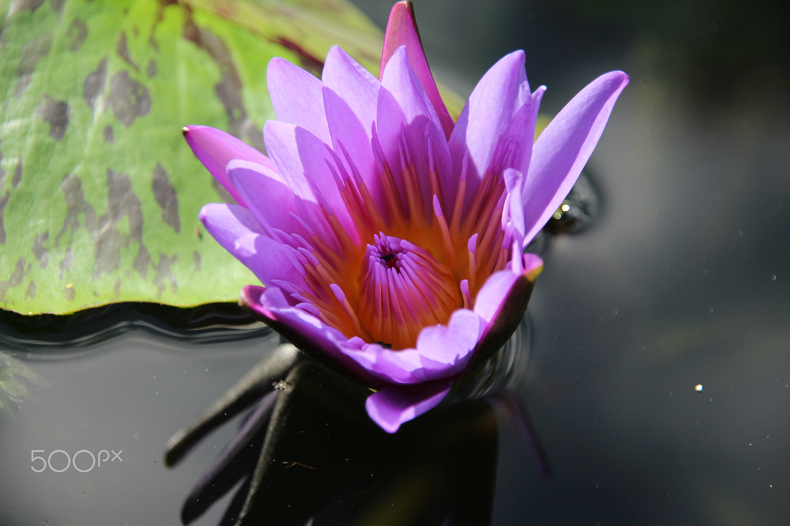 Canon EOS 700D (EOS Rebel T5i / EOS Kiss X7i) + Sigma 18-200mm f/3.5-6.3 DC OS sample photo. The purple water lily flower. photography