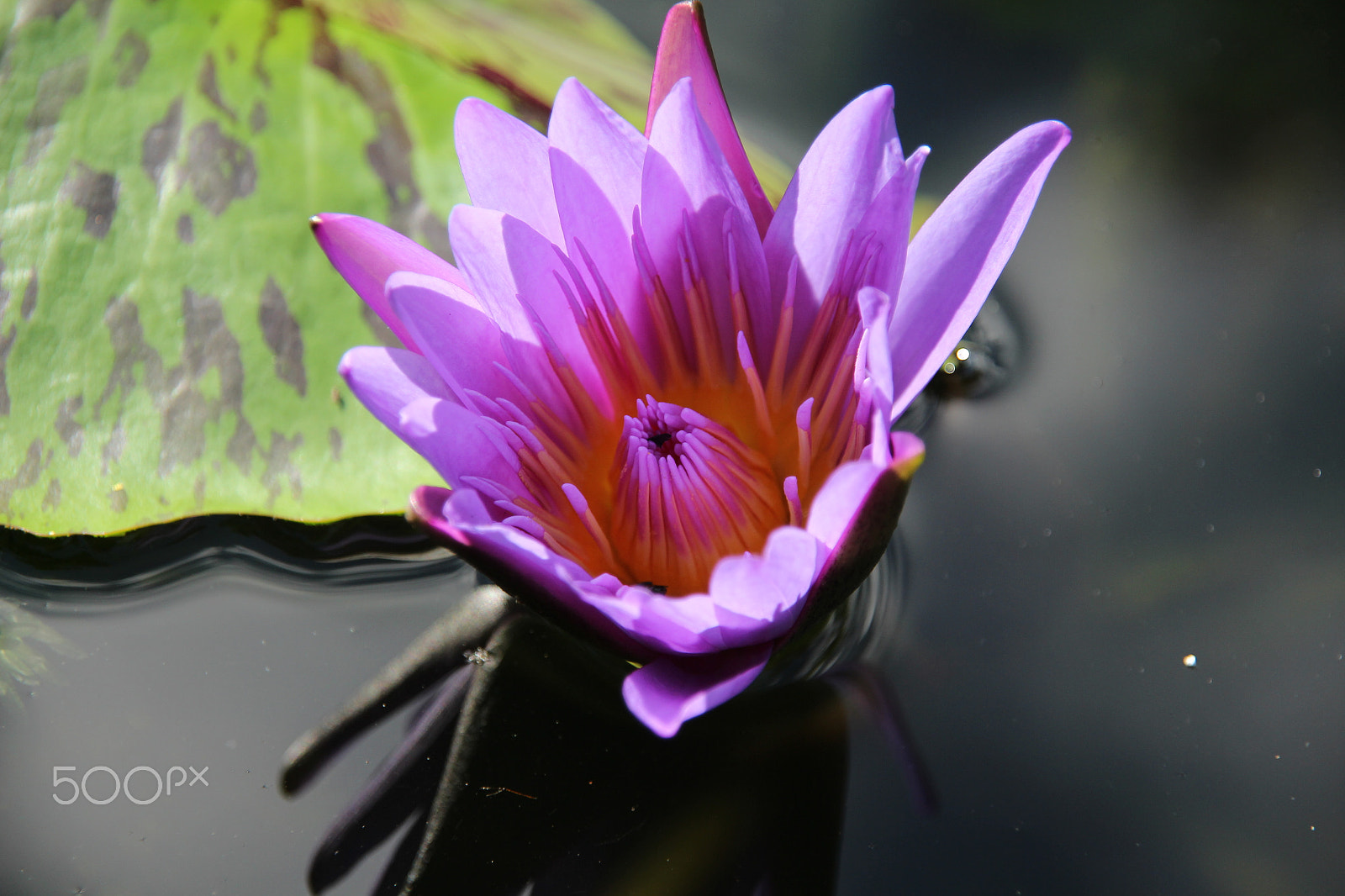 Sigma 18-200mm f/3.5-6.3 DC OS sample photo. The purple water lily flower. photography
