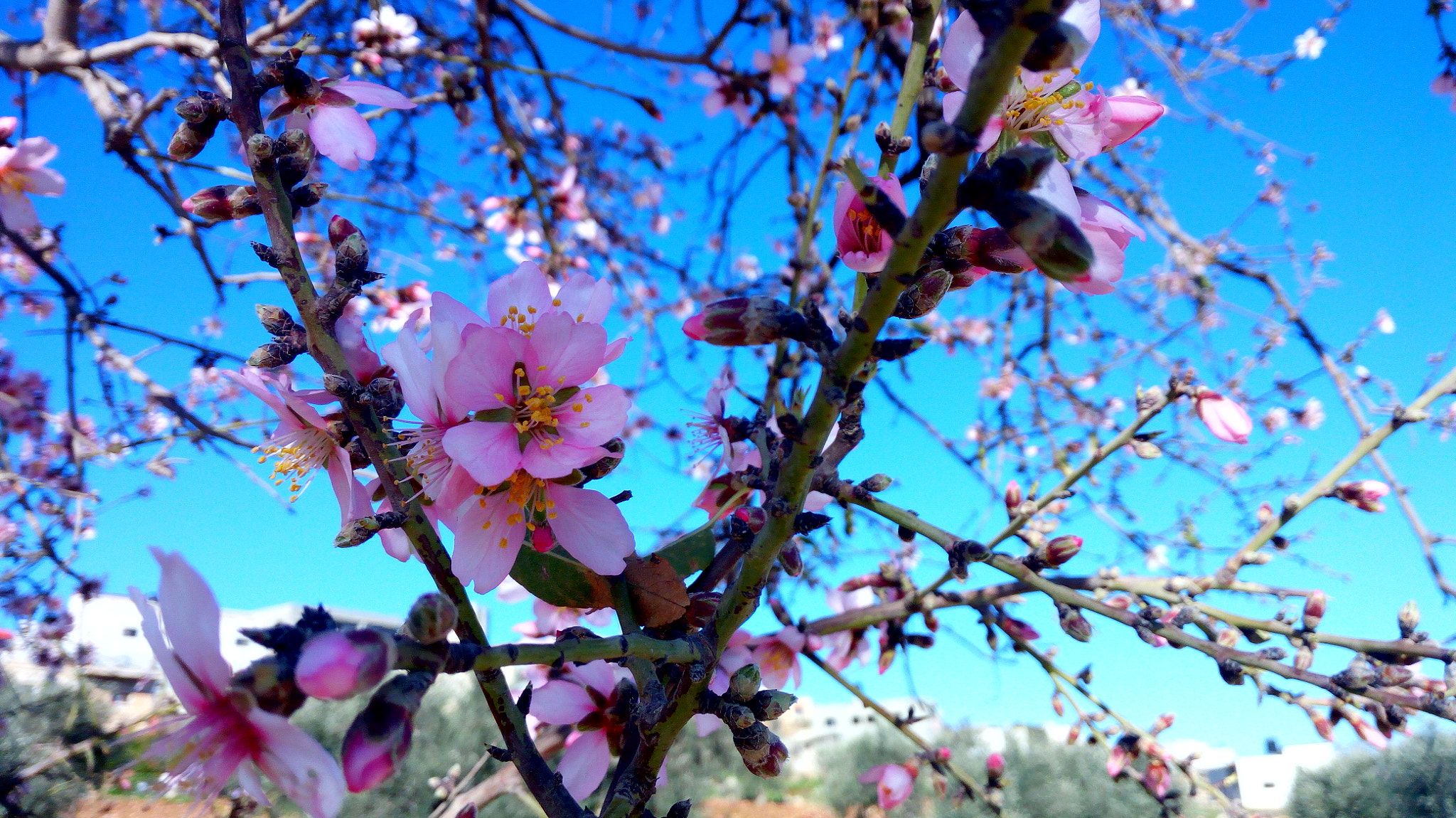 HUAWEI GR3 sample photo. Almond blossom photography