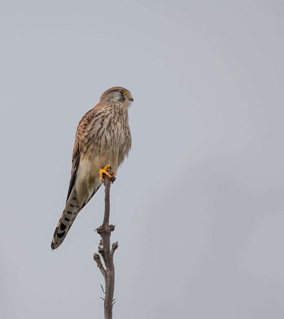 150-600mm F5-6.3 DG OS HSM | Sports 014 sample photo. Common kestrel photography