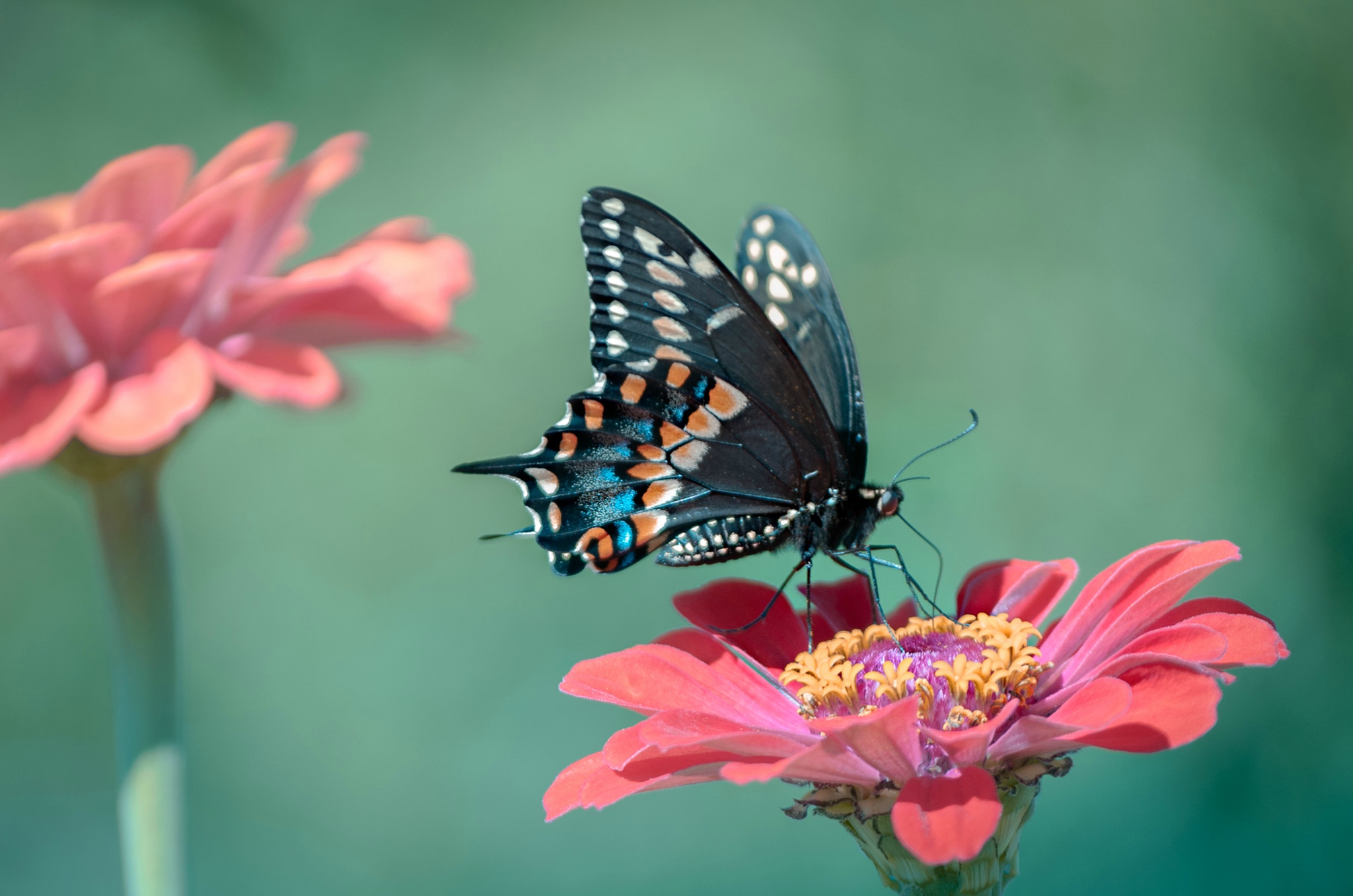 Nikon D700 sample photo. Butterfly photography