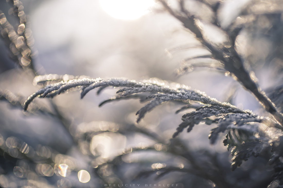 Canon EOS 6D + Canon EF 50mm F2.5 Macro sample photo. Frost photography