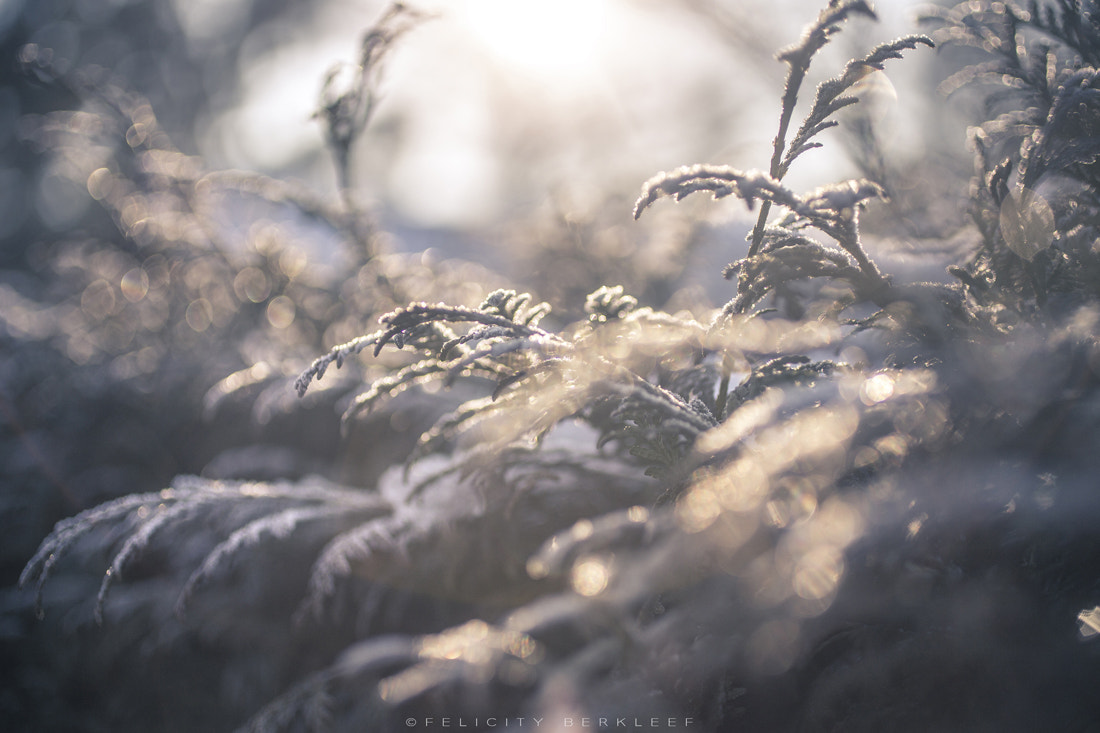 Canon EOS 6D + Canon EF 50mm F2.5 Macro sample photo. Frost photography