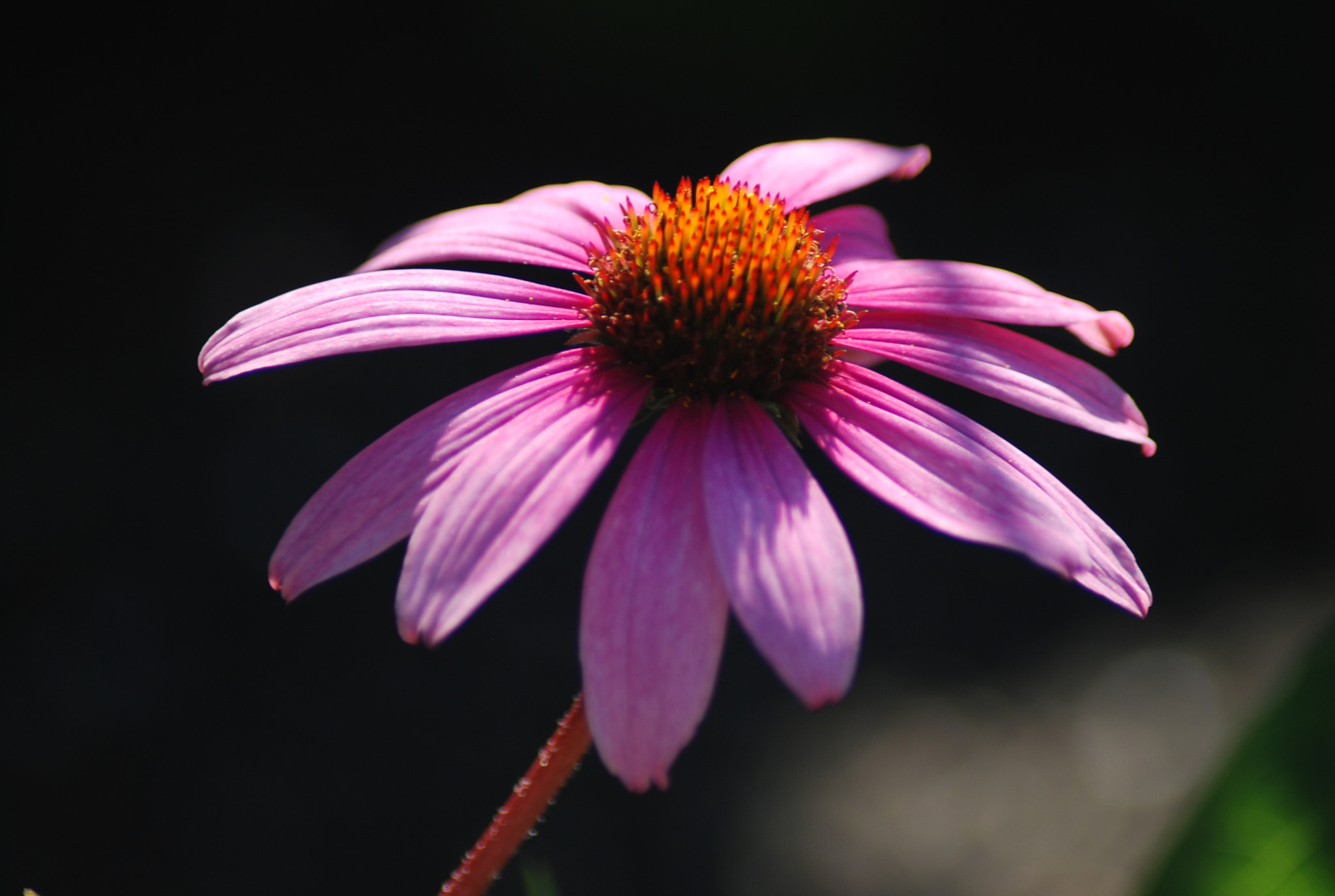 Nikon AF Nikkor 70-300mm F4-5.6G sample photo. Flor photography