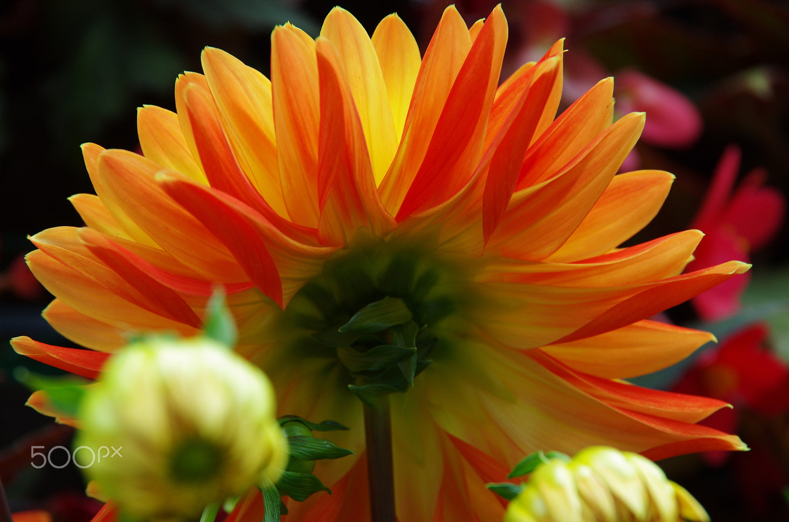 Pentax K-5 sample photo. The crown photography
