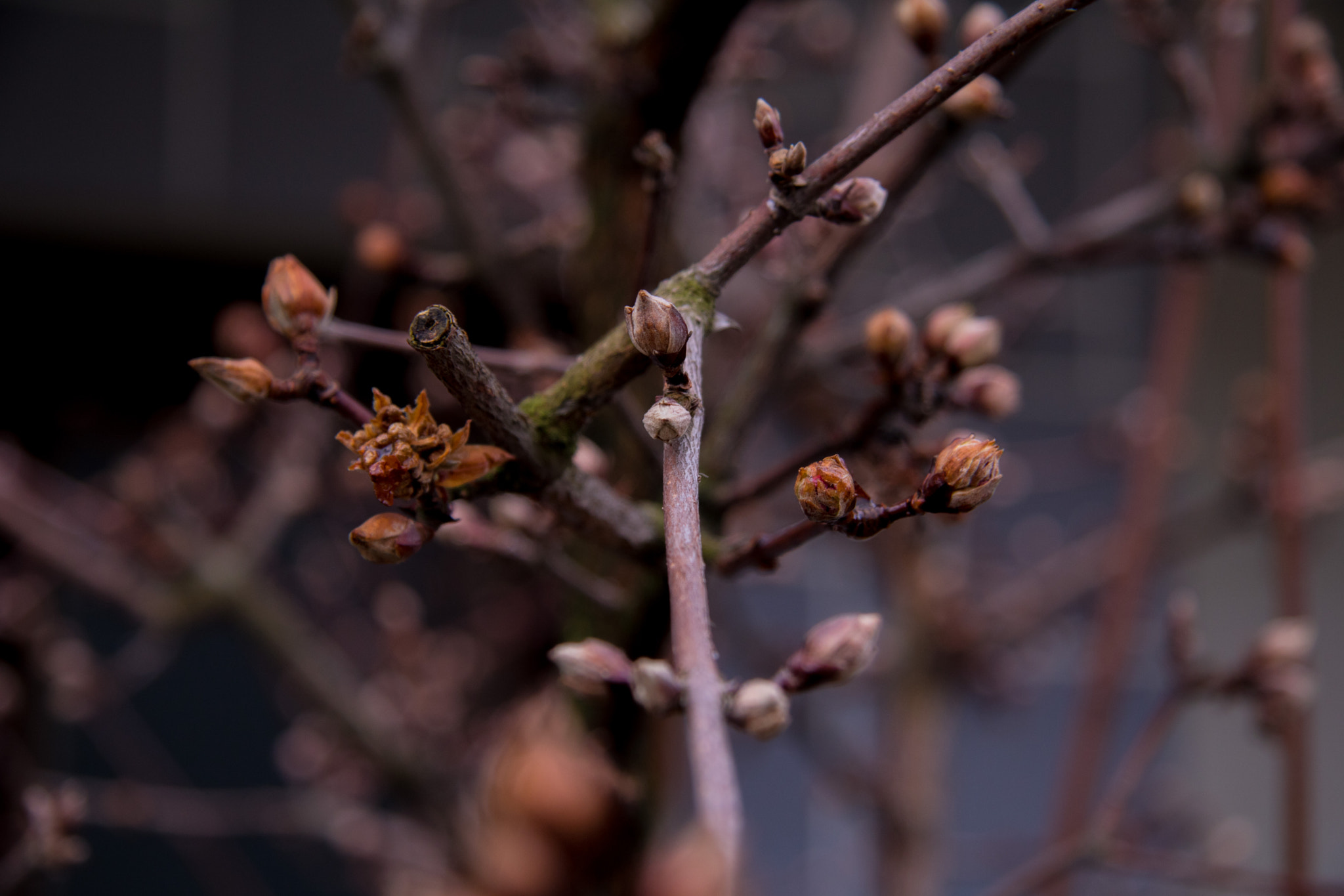 Canon EF-S 17-85mm F4-5.6 IS USM sample photo. Nature photography