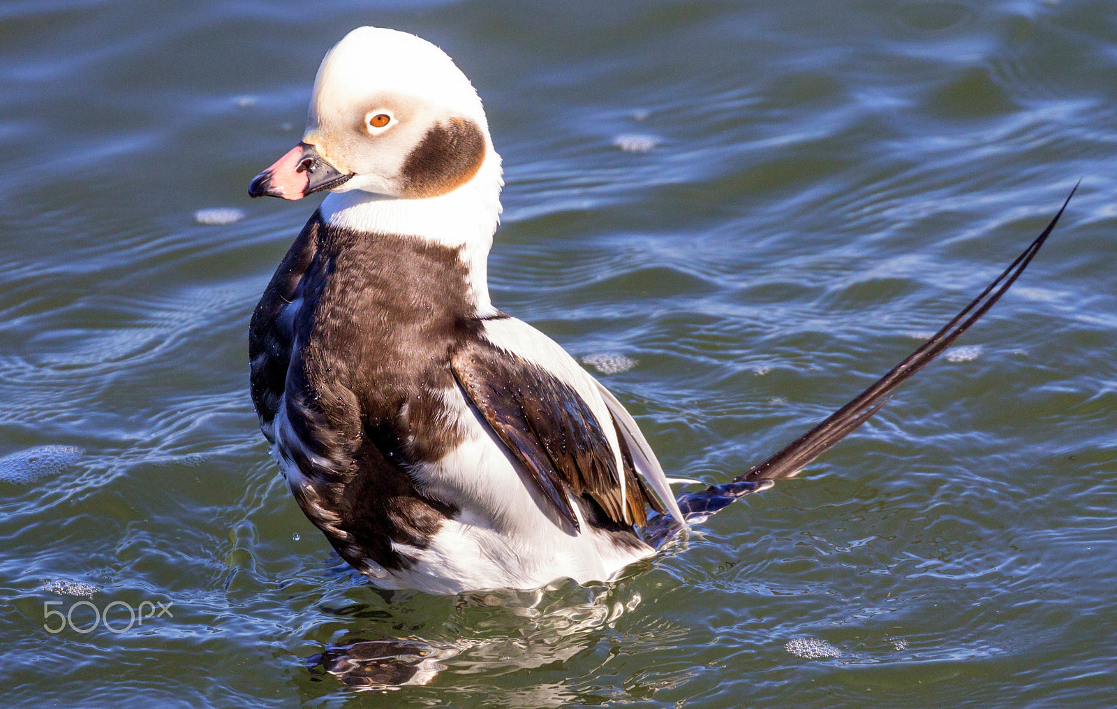 Canon EOS 60D sample photo. Male long-tailed duck photography