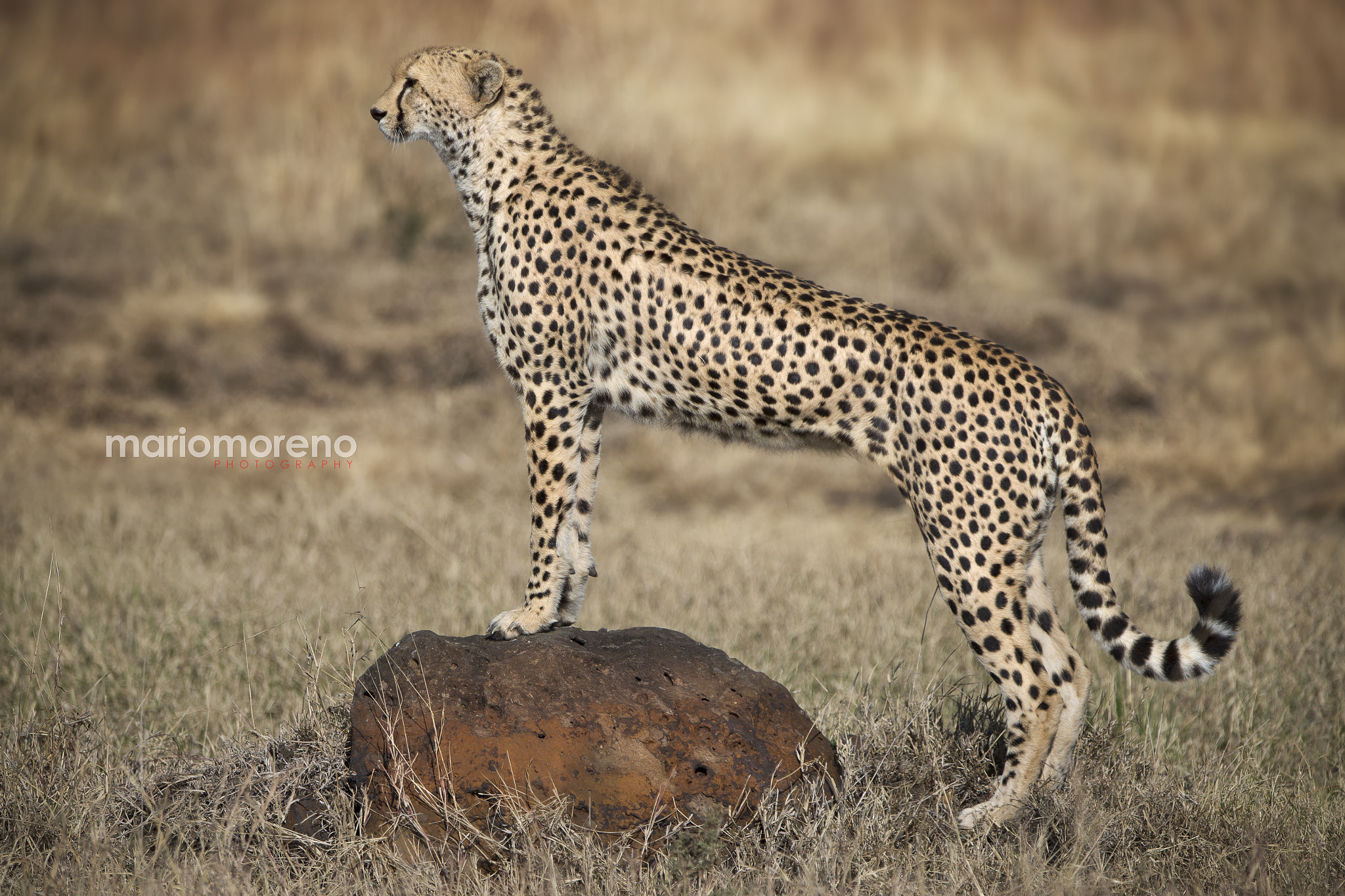 Canon EF 300mm F2.8L IS USM sample photo. Perfect cheetah pose photography