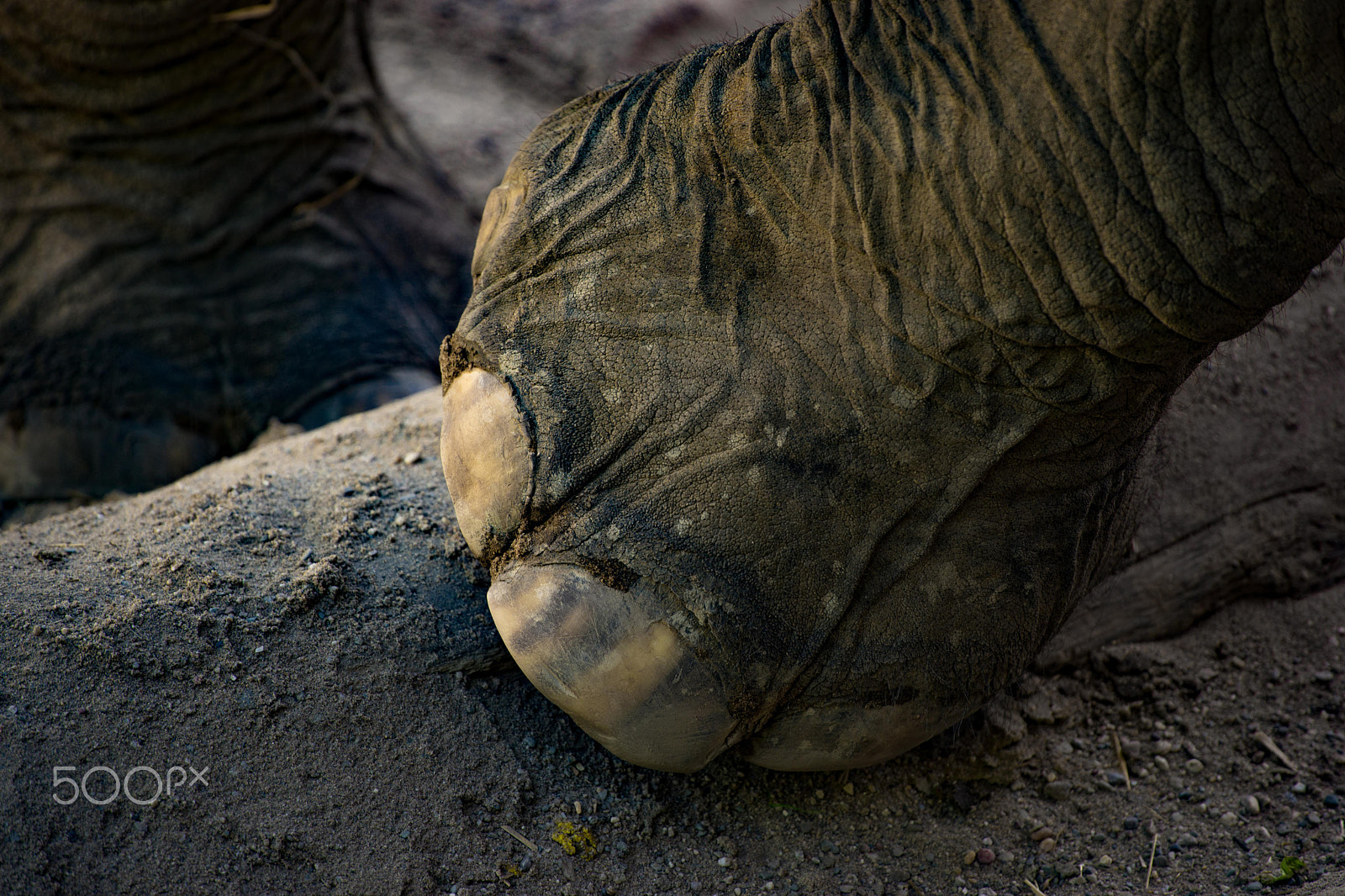Tamron 18-270mm F3.5-6.3 Di II PZD sample photo. Closeup elephant photography