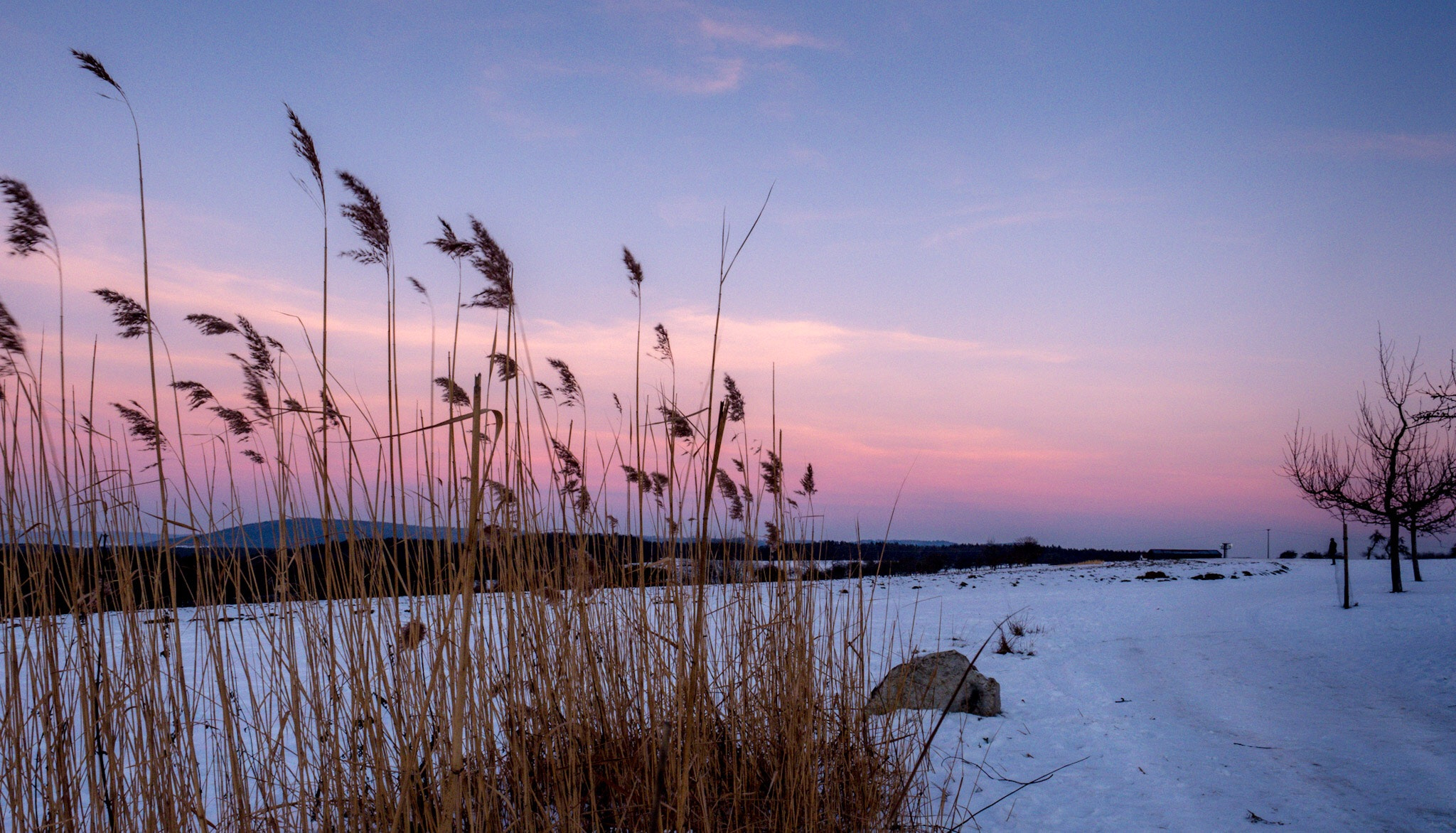 Olympus PEN-F + Olympus M.Zuiko Digital ED 12-40mm F2.8 Pro sample photo. Lean reed photographed during a cold winter dawn in marloffstein, germany. photography