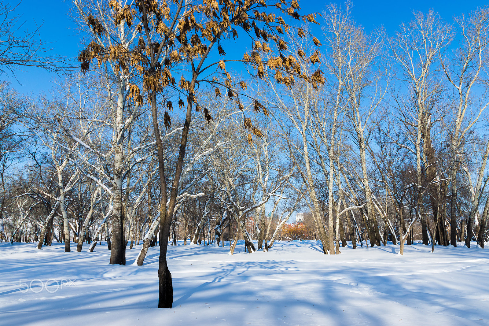 Sony SLT-A65 (SLT-A65V) sample photo. Winter day in the grove (1).   Зимний день в роще (1). photography