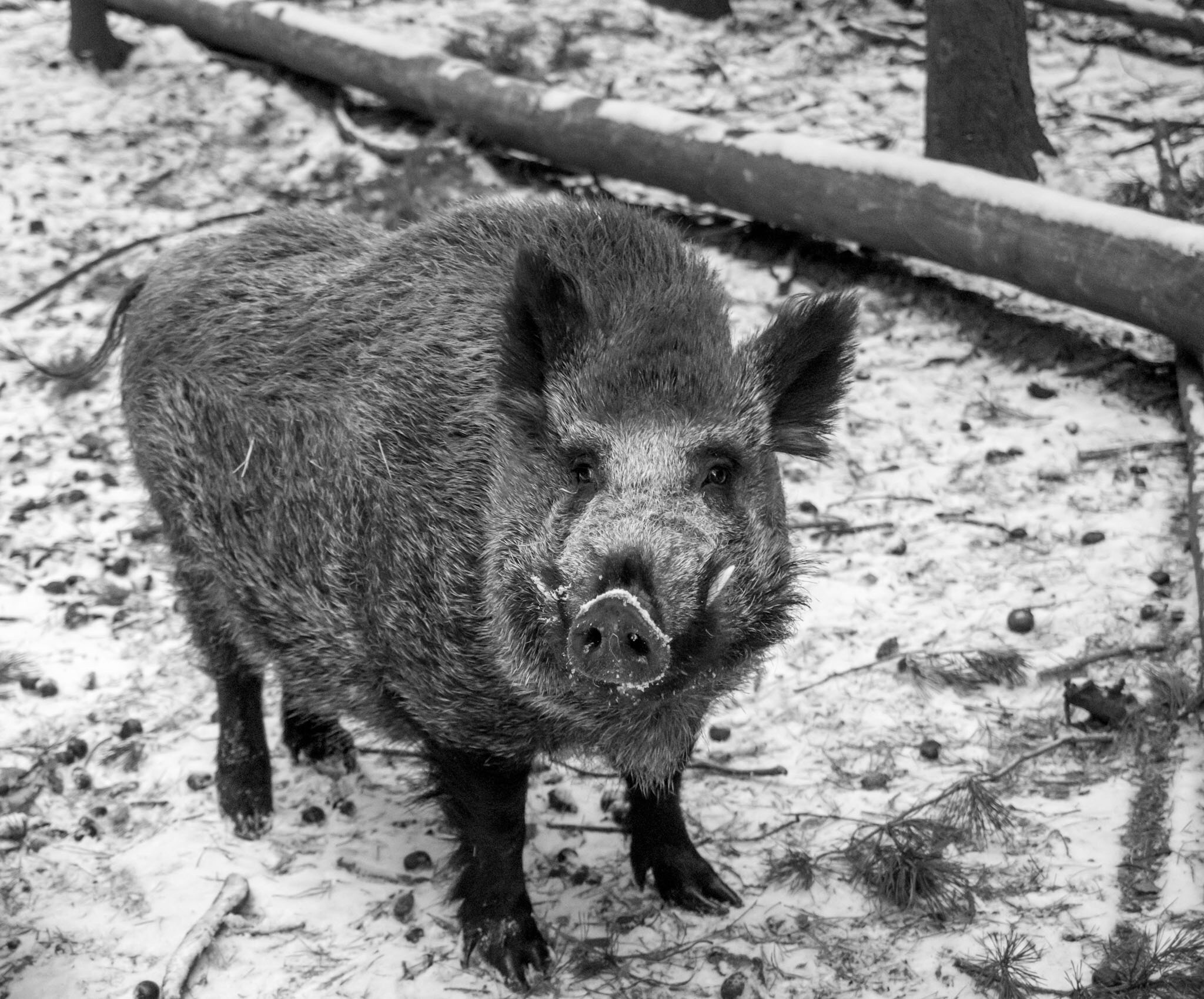 Olympus PEN-F + Olympus M.Zuiko Digital ED 12-40mm F2.8 Pro sample photo. A male boar during a winter day. photography