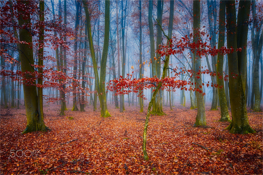 Canon TS-E 24.0mm f/3.5 L II sample photo. Herbst - autumn photography