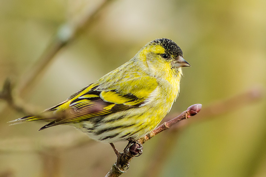 Canon EOS 6D + Canon EF 300mm F4L IS USM sample photo. Zeisig photography
