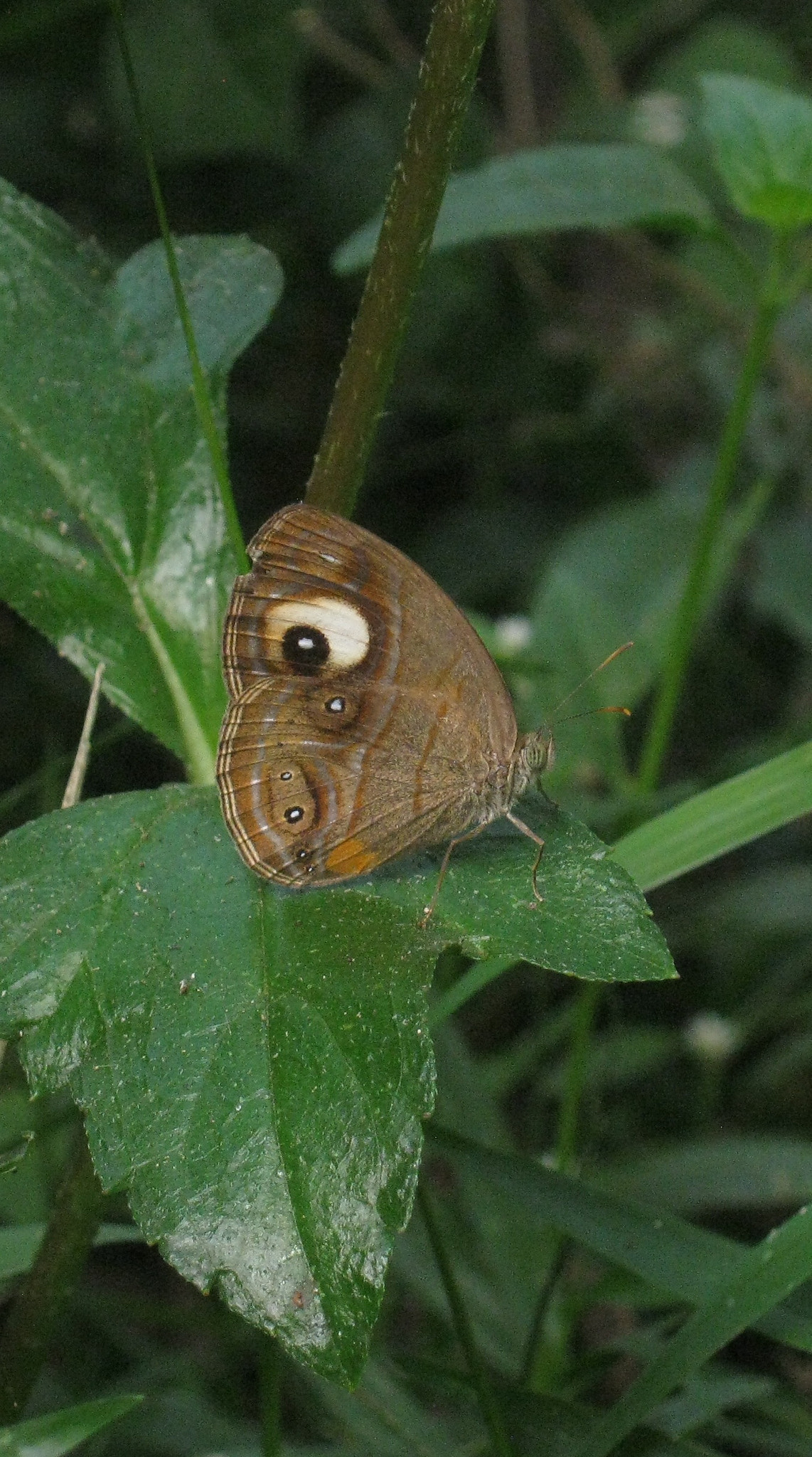 Canon PowerShot A495 sample photo. Mycelaris butterfly photography