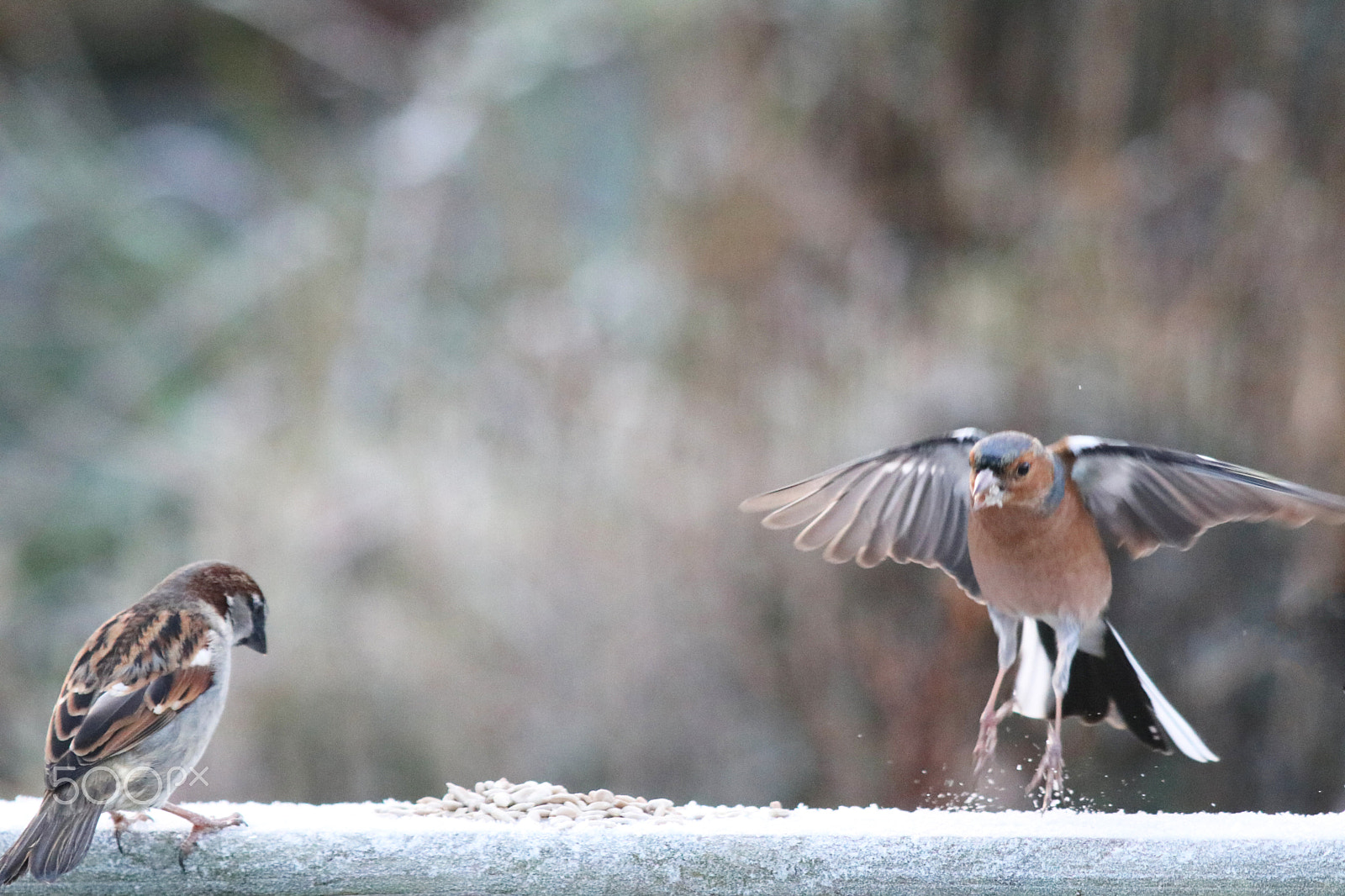 Canon EF 70-200mm F2.8L USM sample photo. Landing photography
