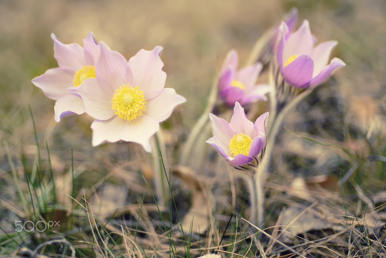 Nikon AF Micro-Nikkor 60mm F2.8D sample photo. Pasque-flower in nature photography
