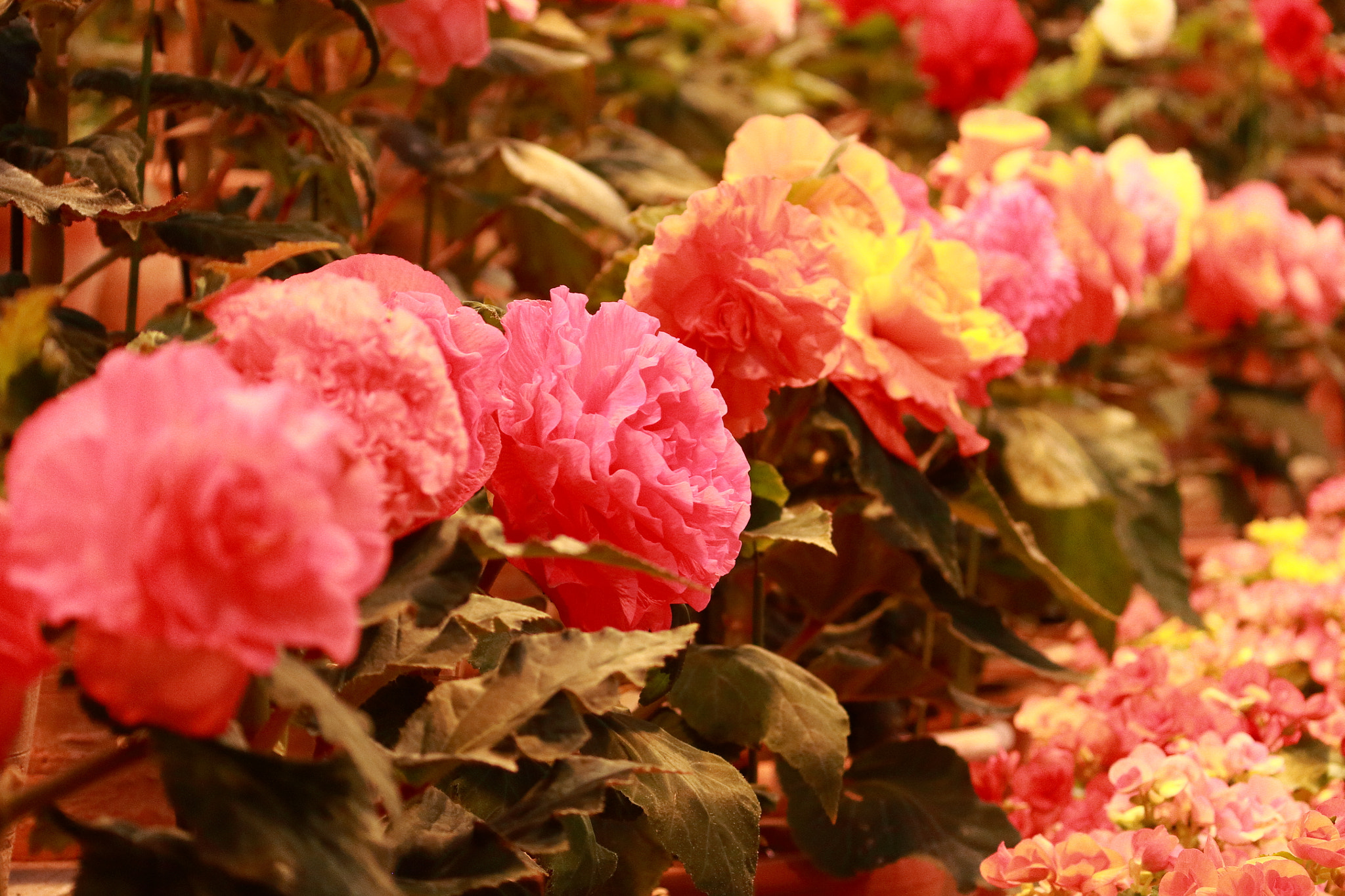 Canon EOS 100D (EOS Rebel SL1 / EOS Kiss X7) sample photo. Begonia garden on nabana-no-sato photography