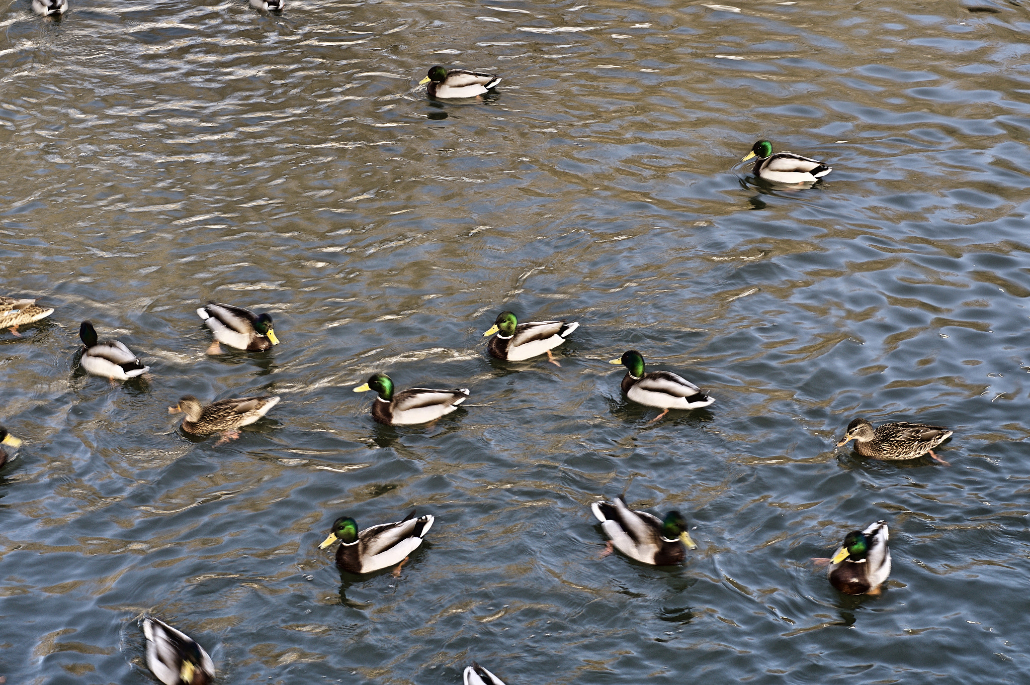 Sony SLT-A58 + Sony 50mm F1.4 sample photo. Duck photography