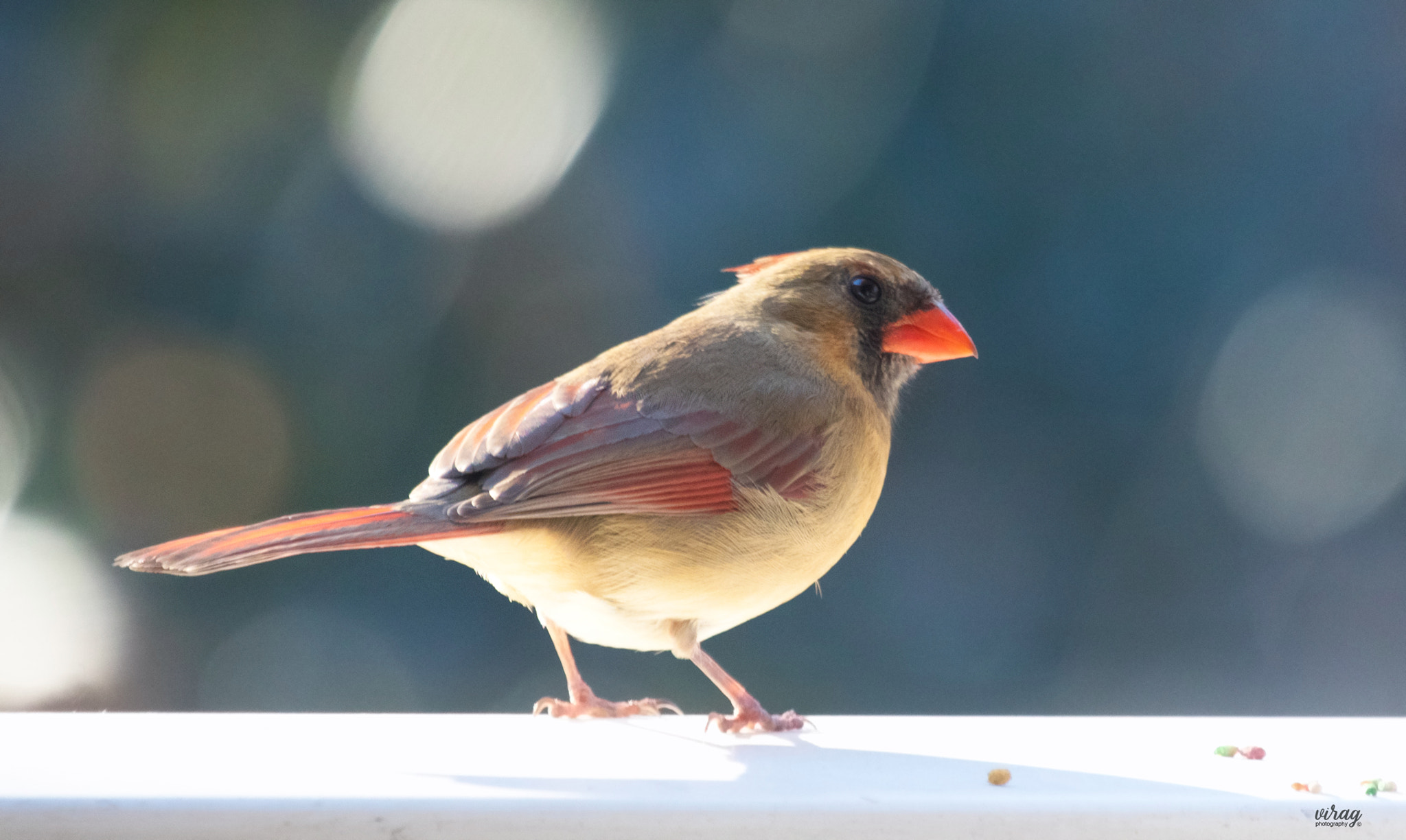 Canon EF 100-400mm F4.5-5.6L IS USM sample photo. Cardinal (female) photography