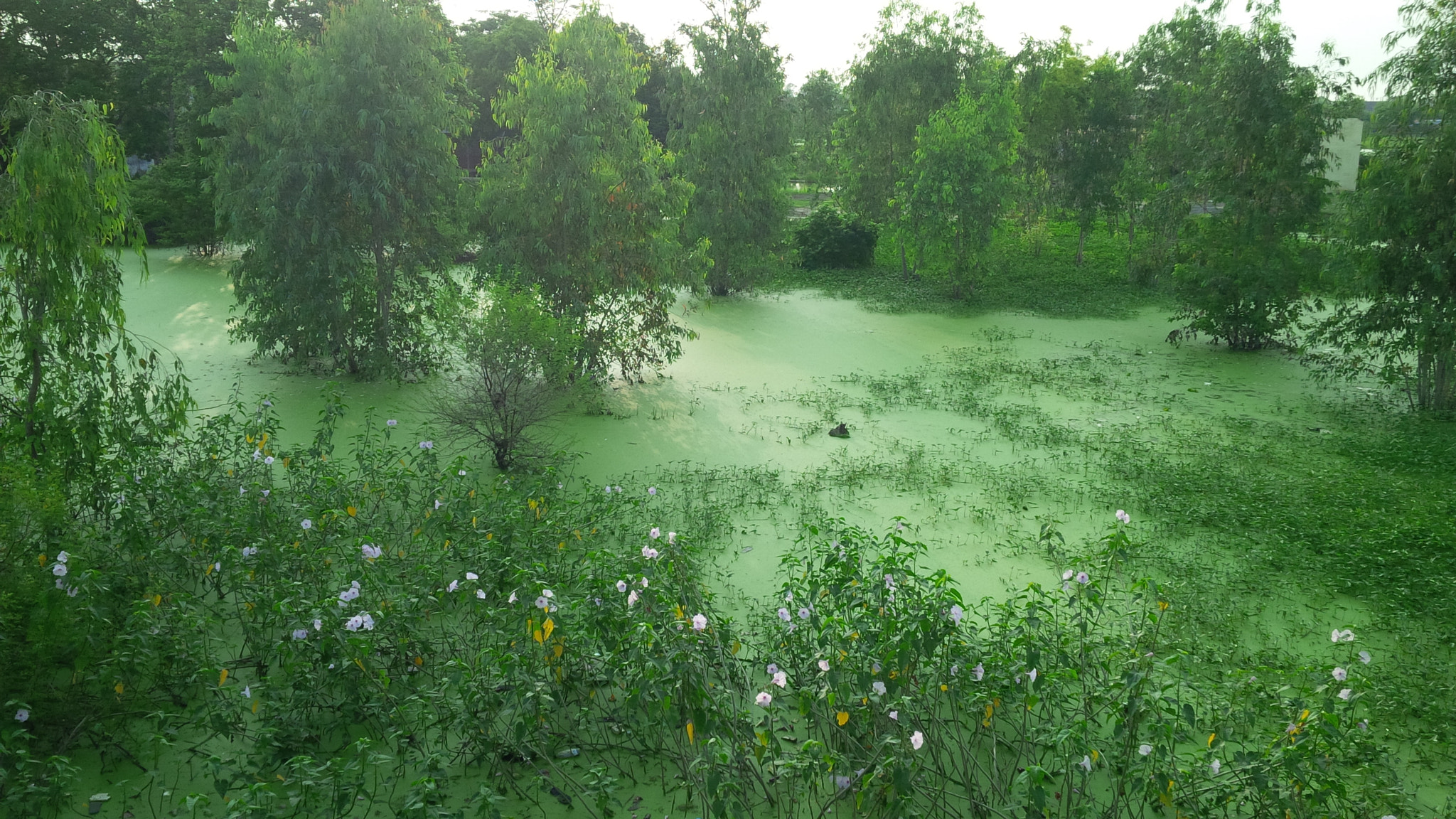 BlackBerry Z10 sample photo. Green zone photography