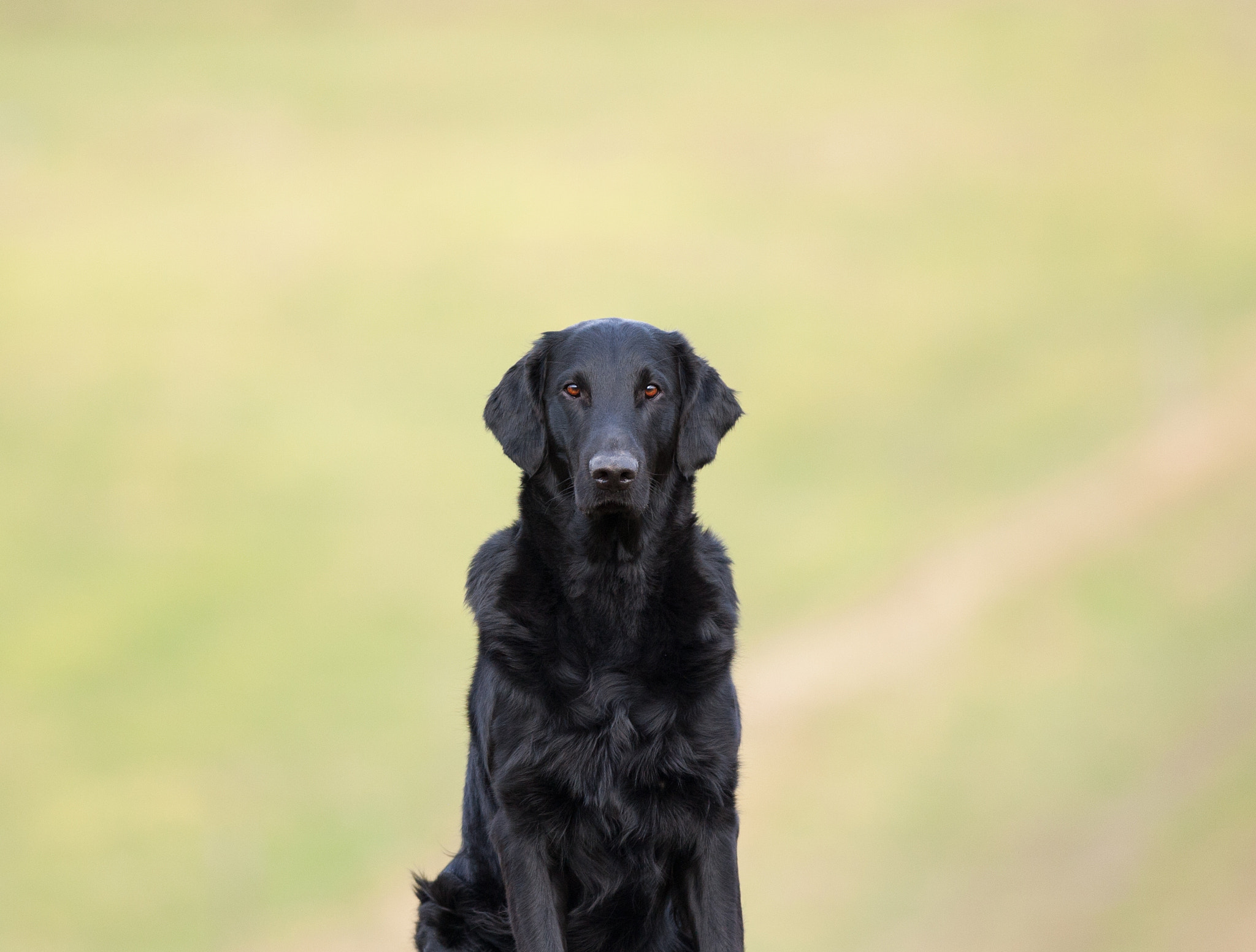 Canon EF 300mm F2.8L IS USM sample photo. Flatter photography